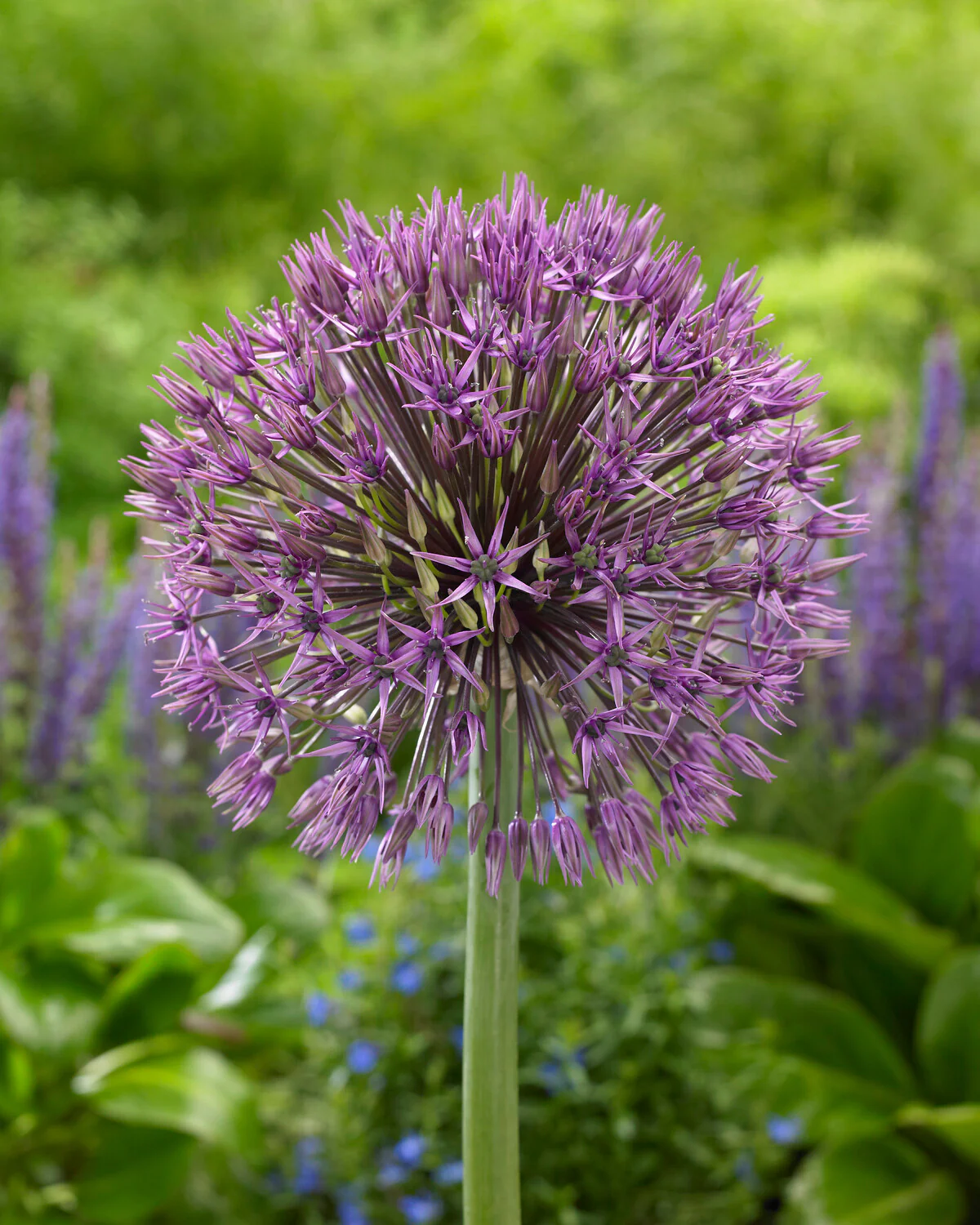 Allium 'Universe' - Image 3