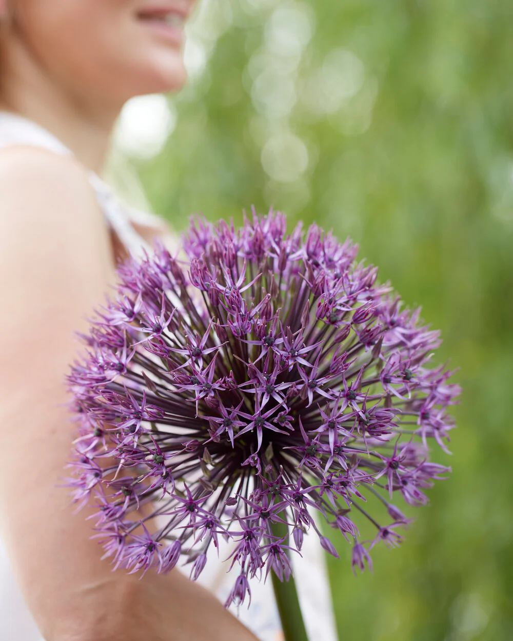 Allium 'Universe' - Image 5