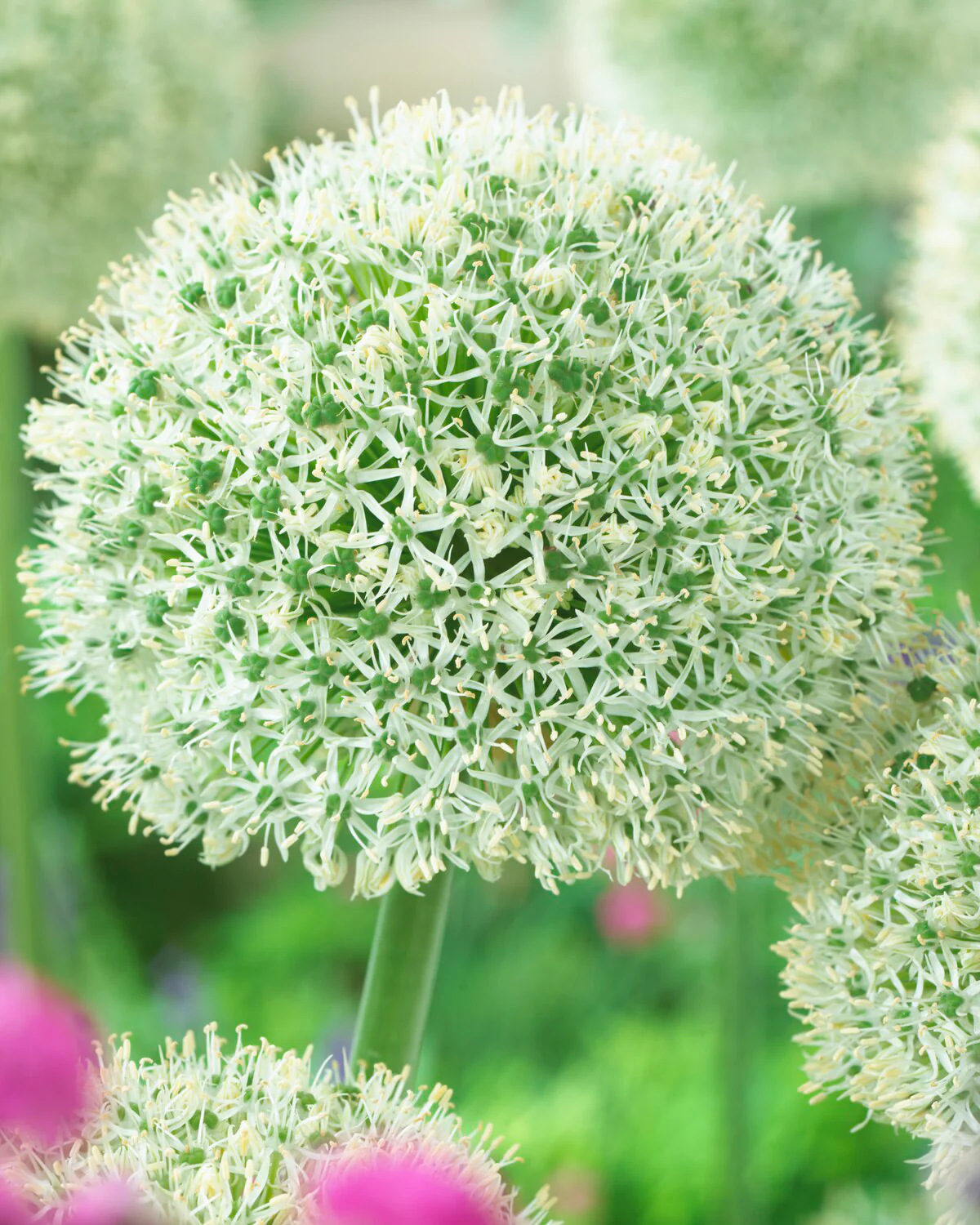 Allium 'White Giant' - Image 2