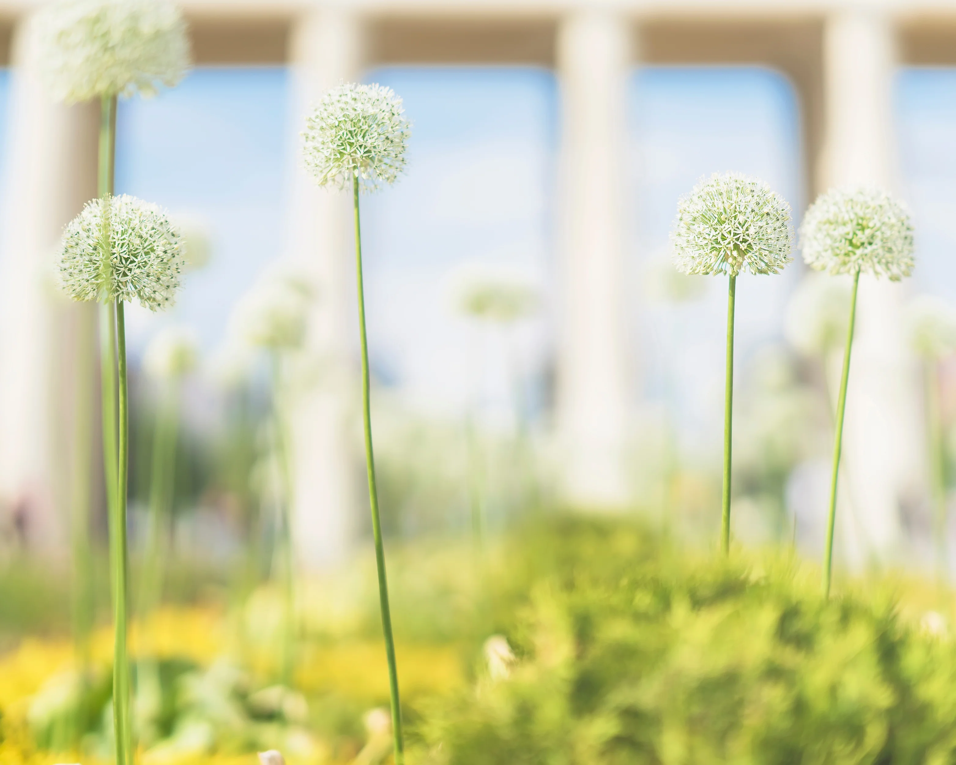 Allium 'White Giant' - Image 5