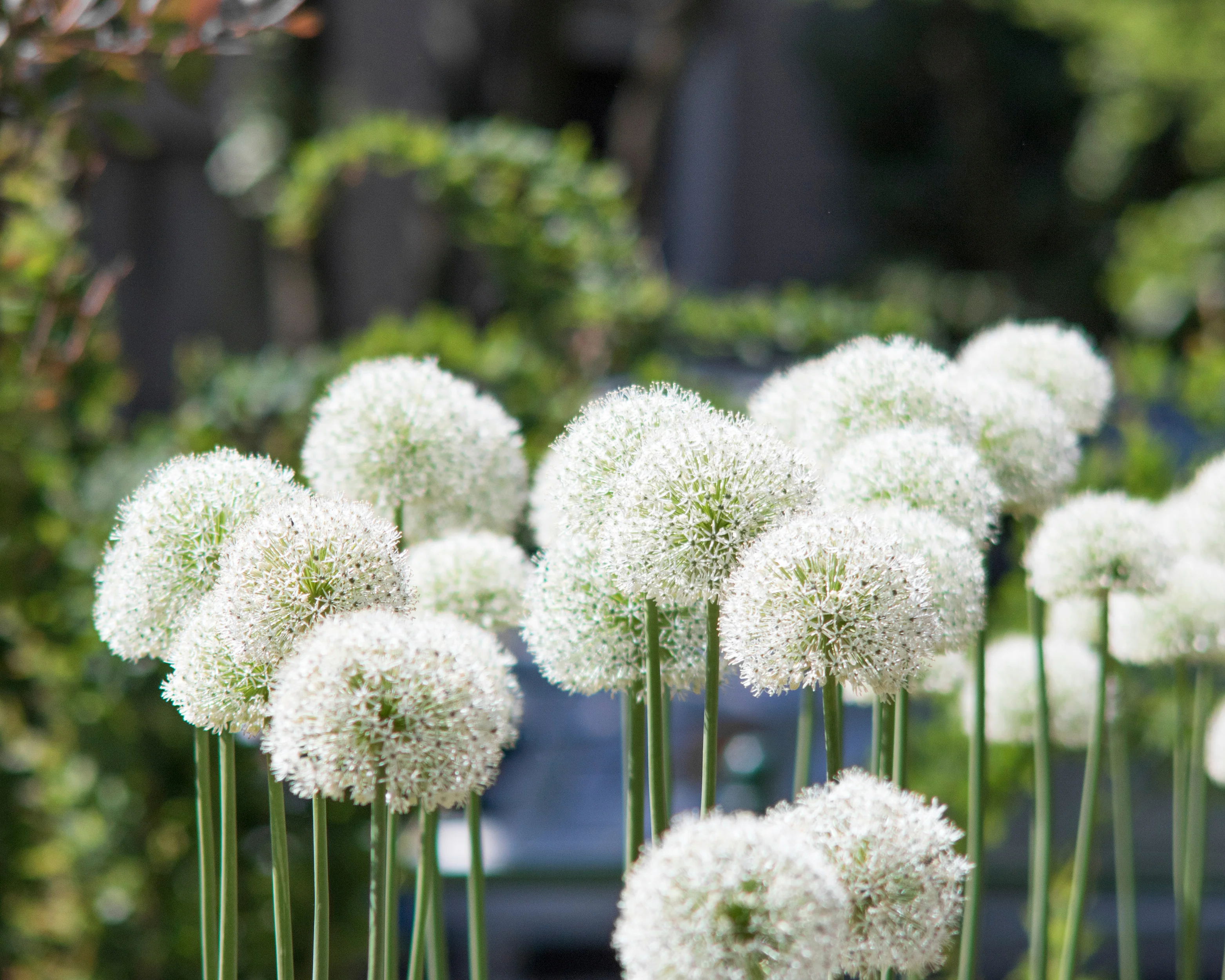 Allium 'White Giant' - Image 7