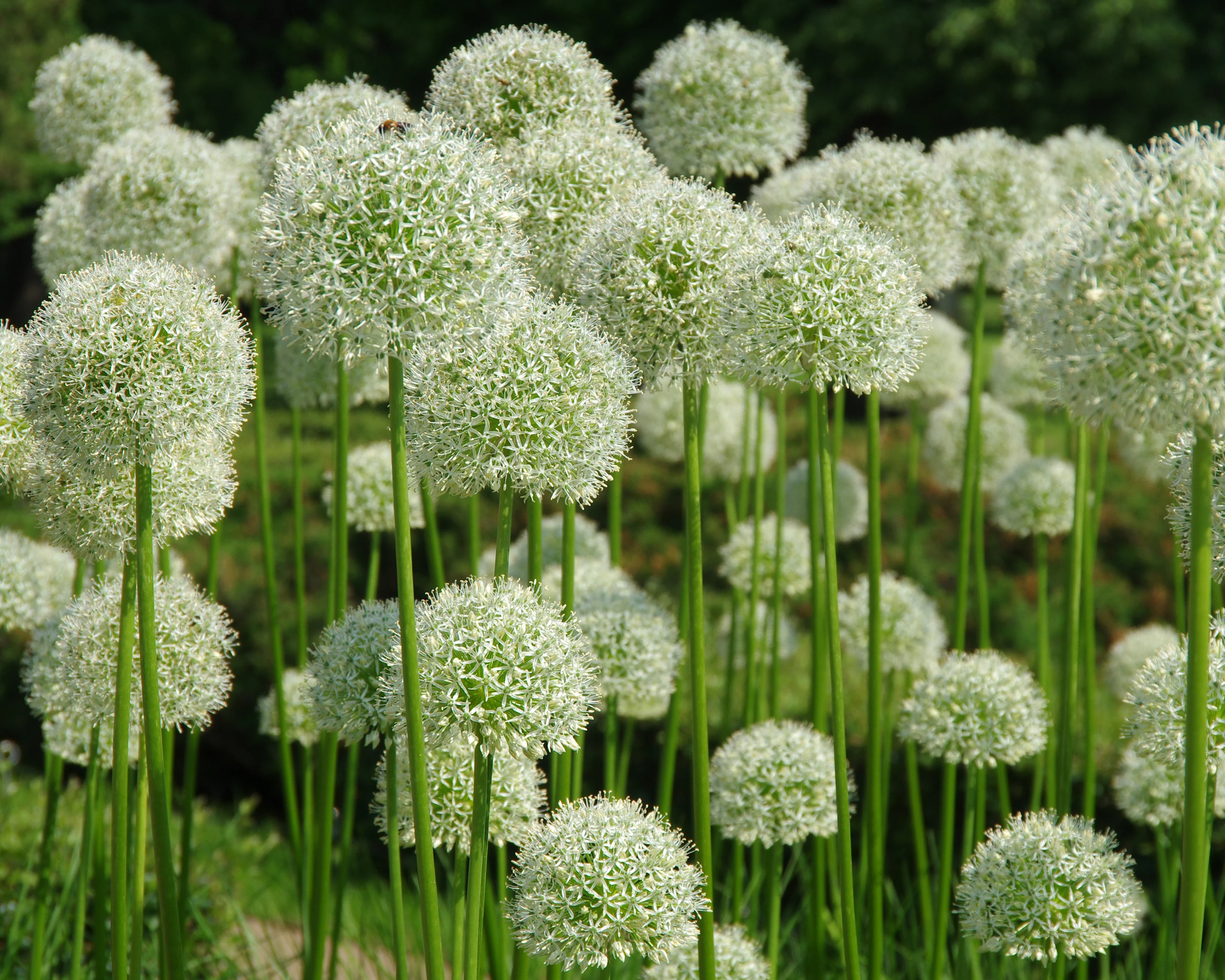 Allium 'White Giant' - Image 8