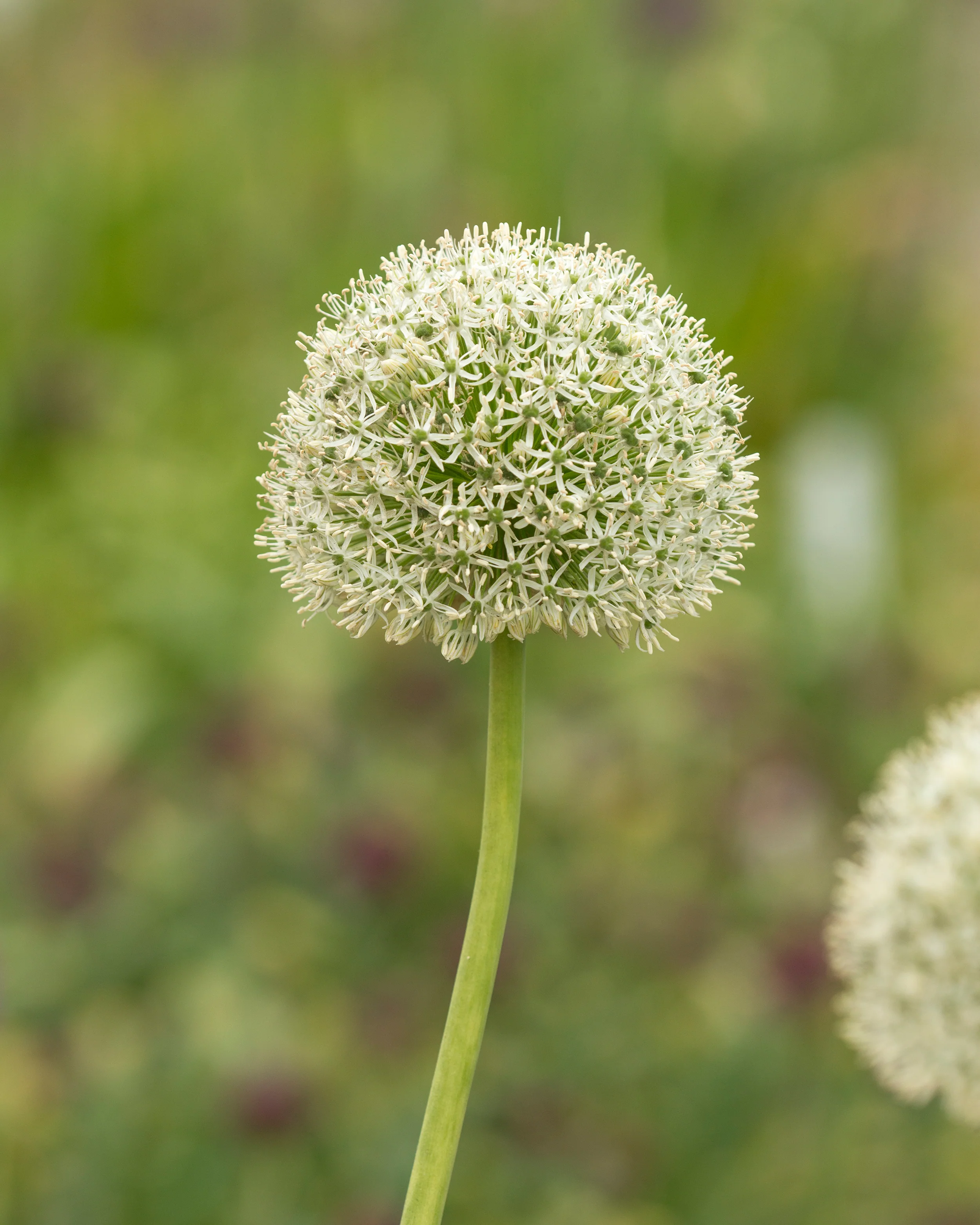 Allium 'White Giant' - Image 9