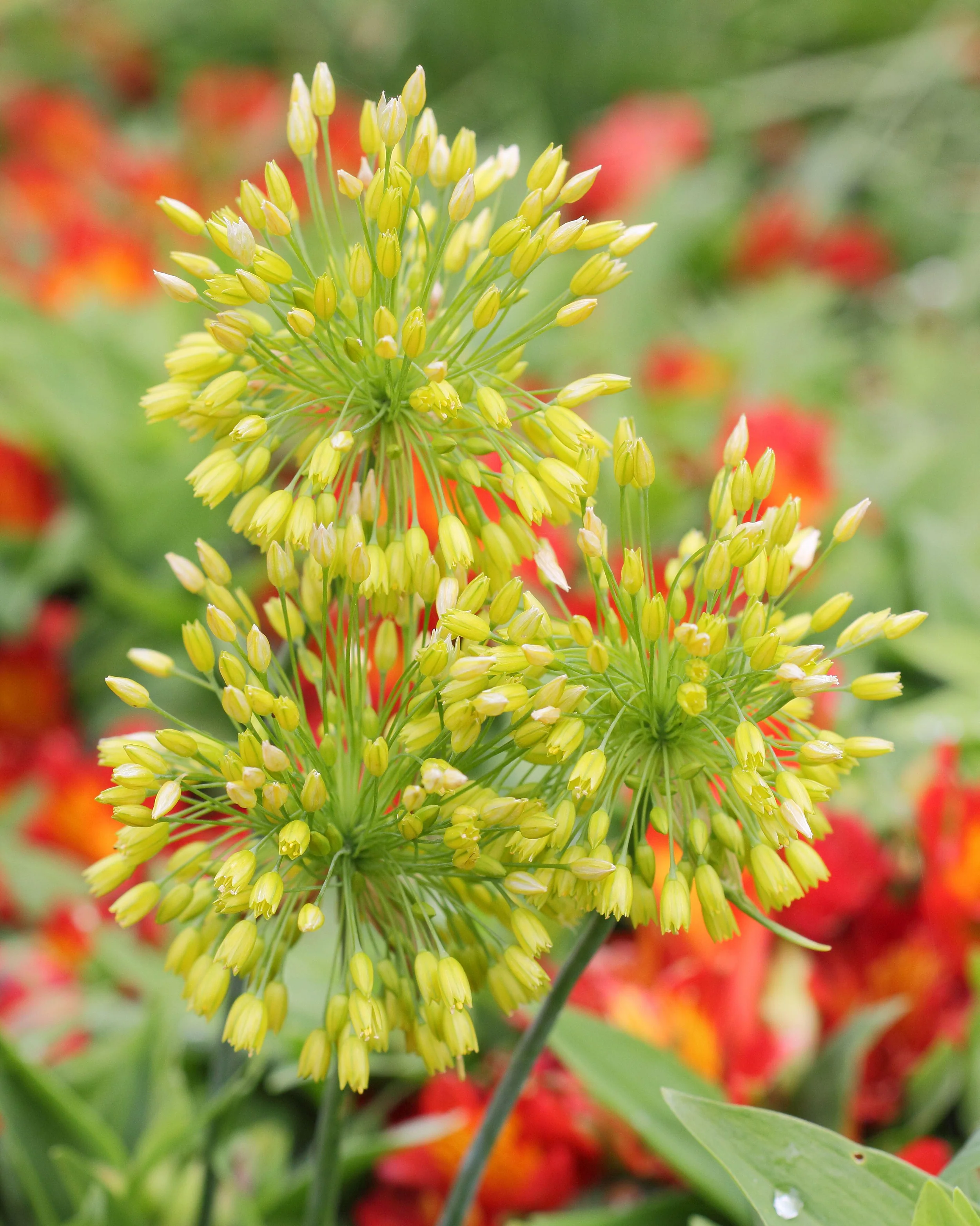 Allium 'Yellow Fantasy' - Image 2