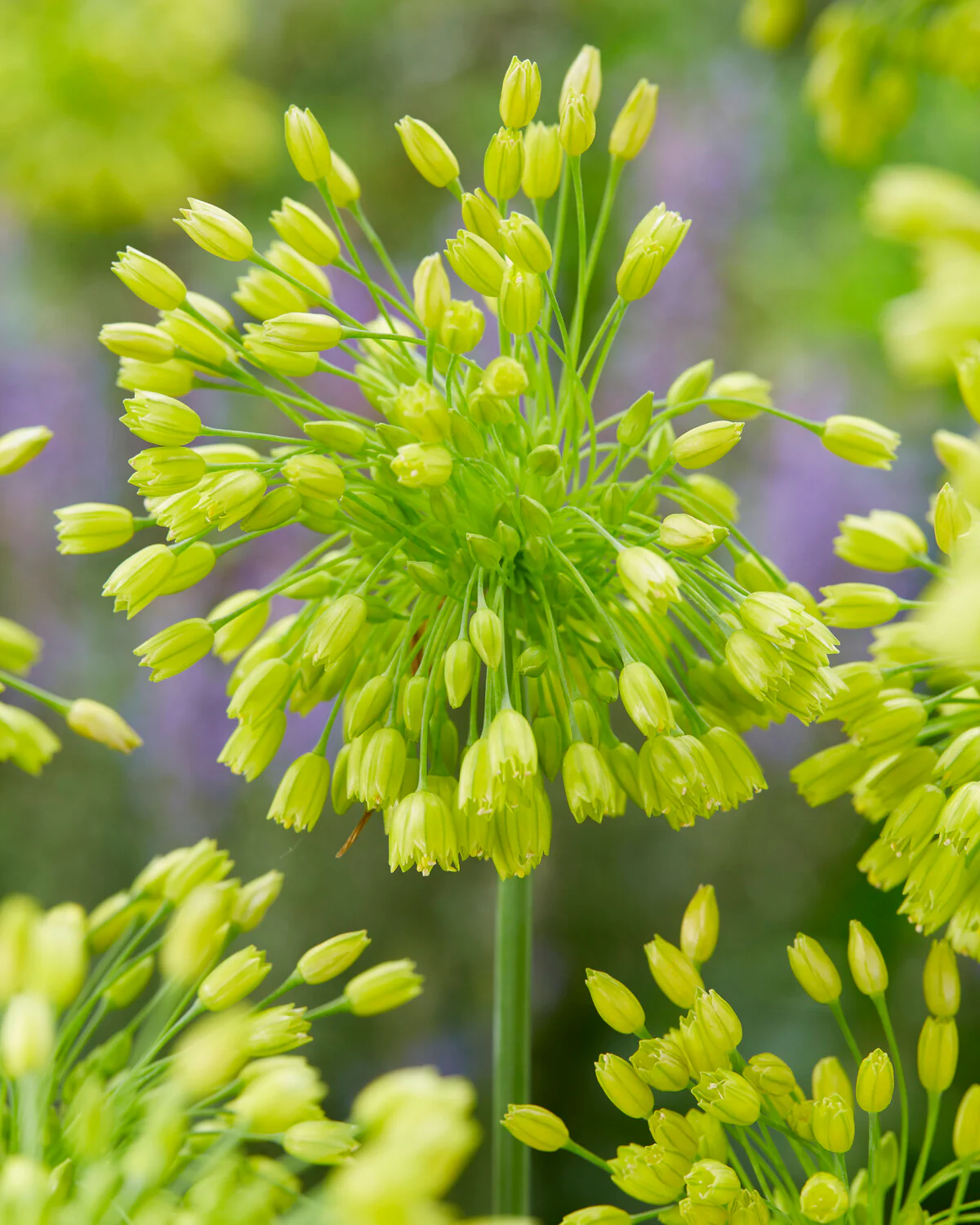 Allium 'Yellow Fantasy' - Image 3