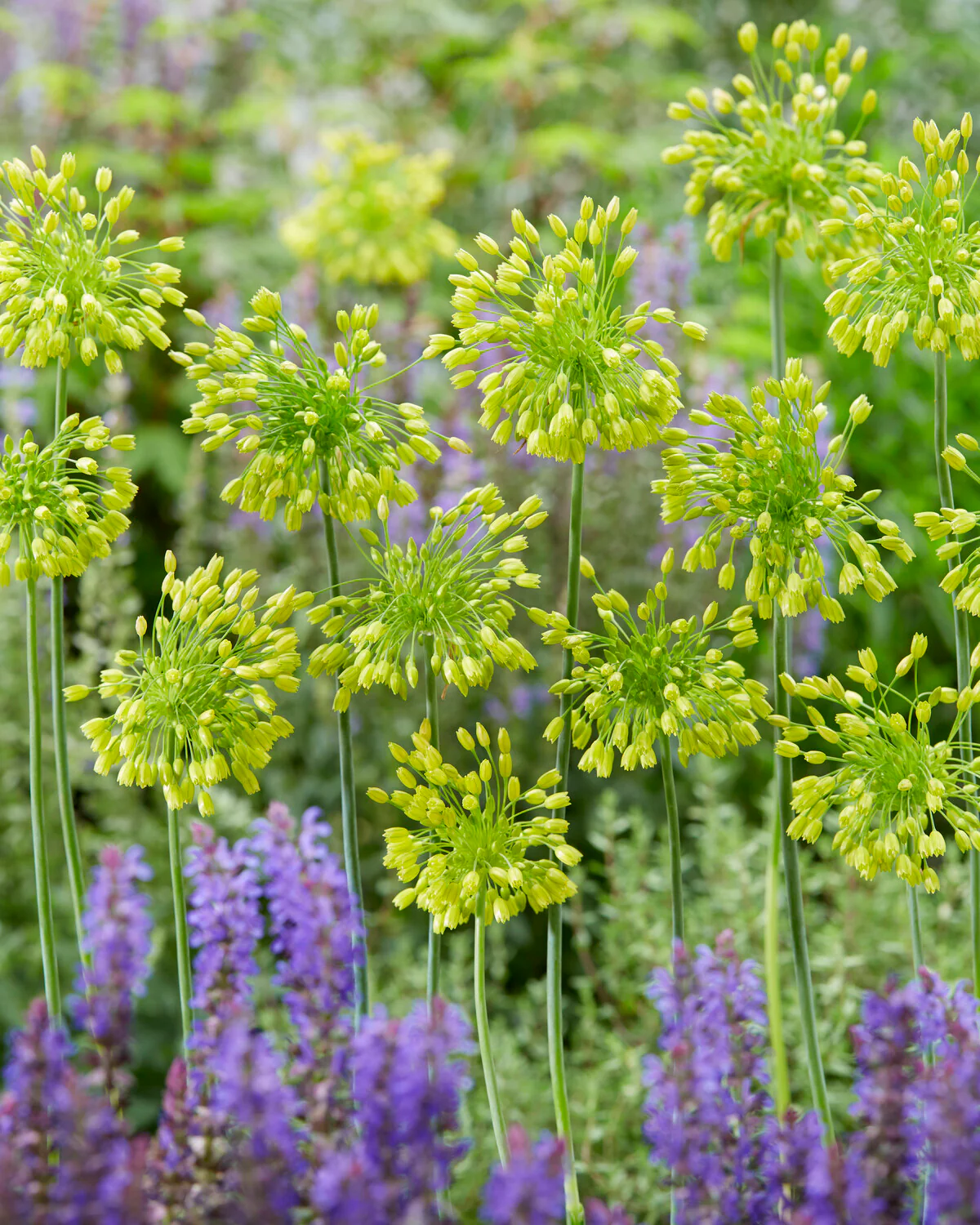 Allium 'Yellow Fantasy' - Image 4
