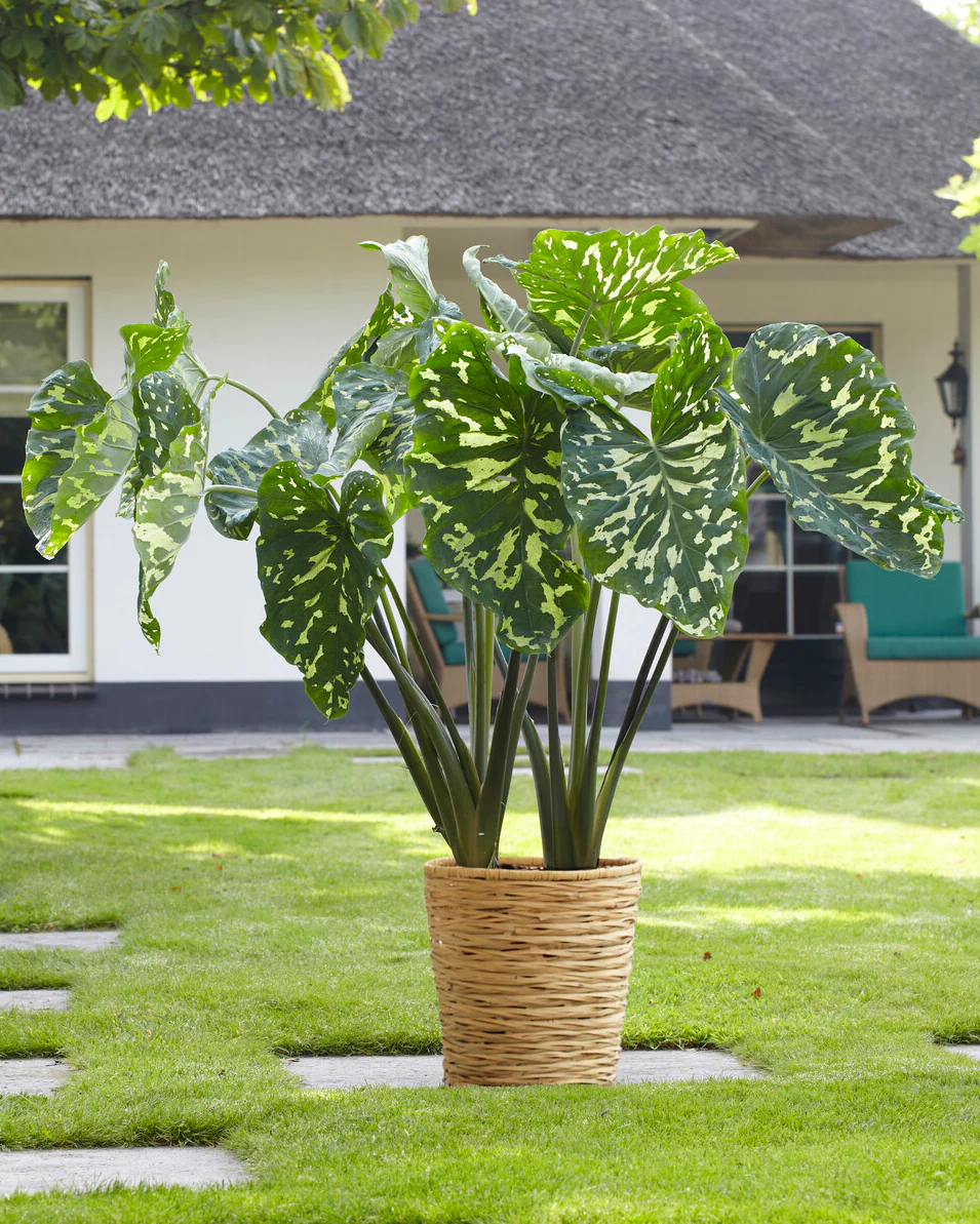 Alocasia 'Hilo Beauty' - Image 4