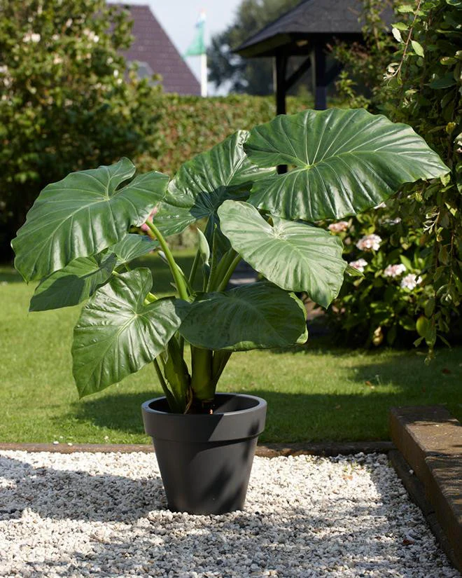 Alocasia odora - Image 3