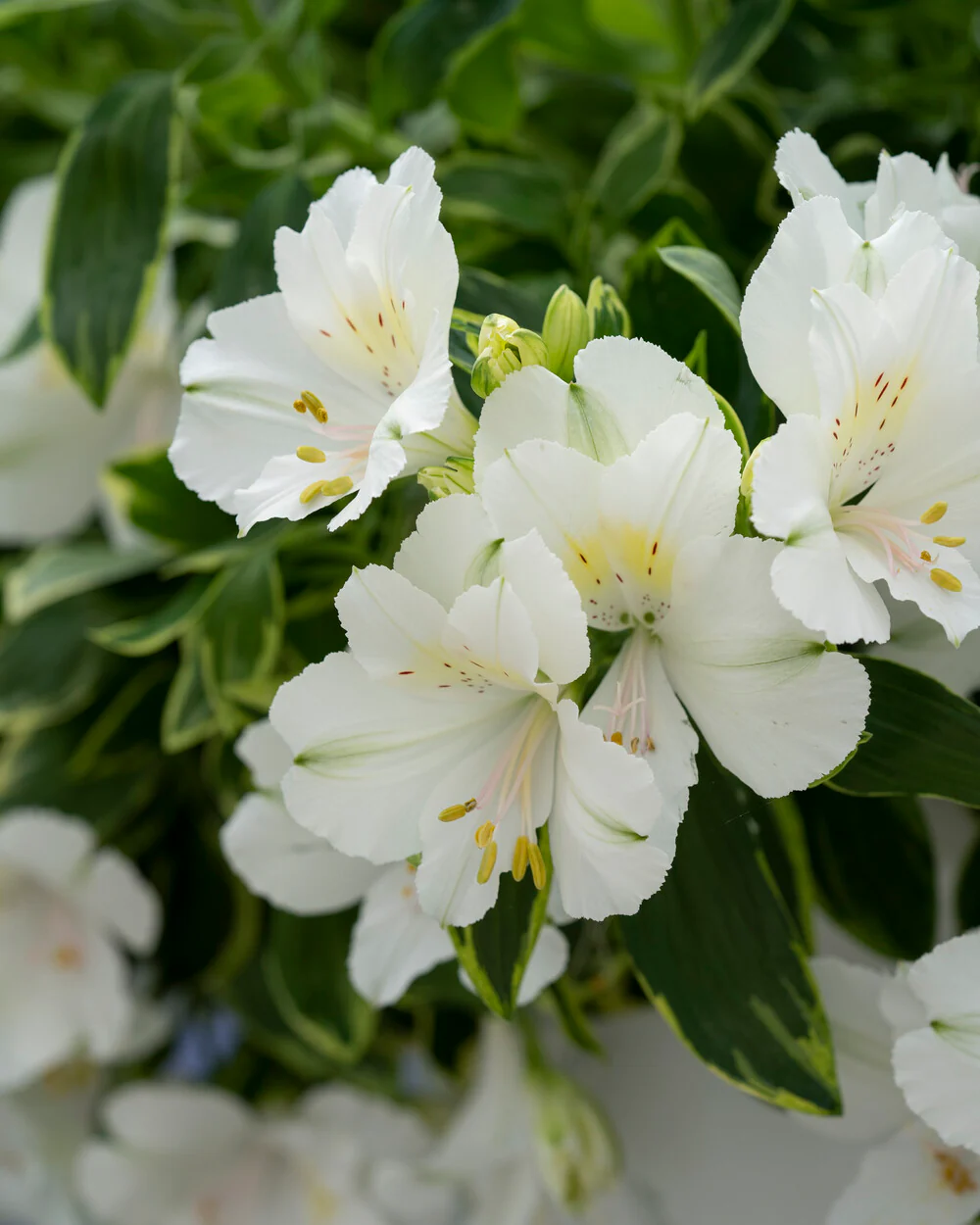 Alstroemeria 'Claressa' - Image 4
