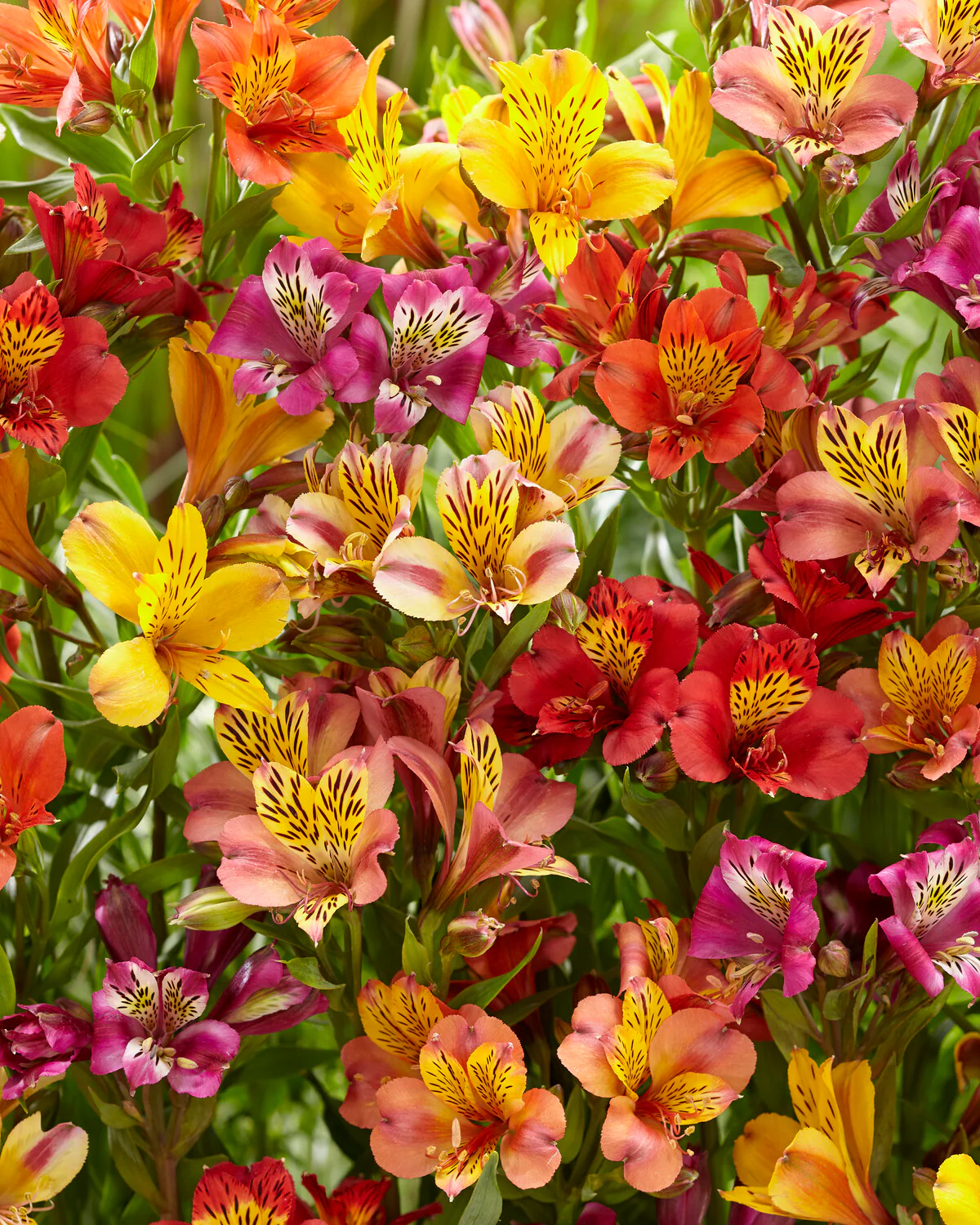 Alstroemeria 'Colorita Mix' - Image 4