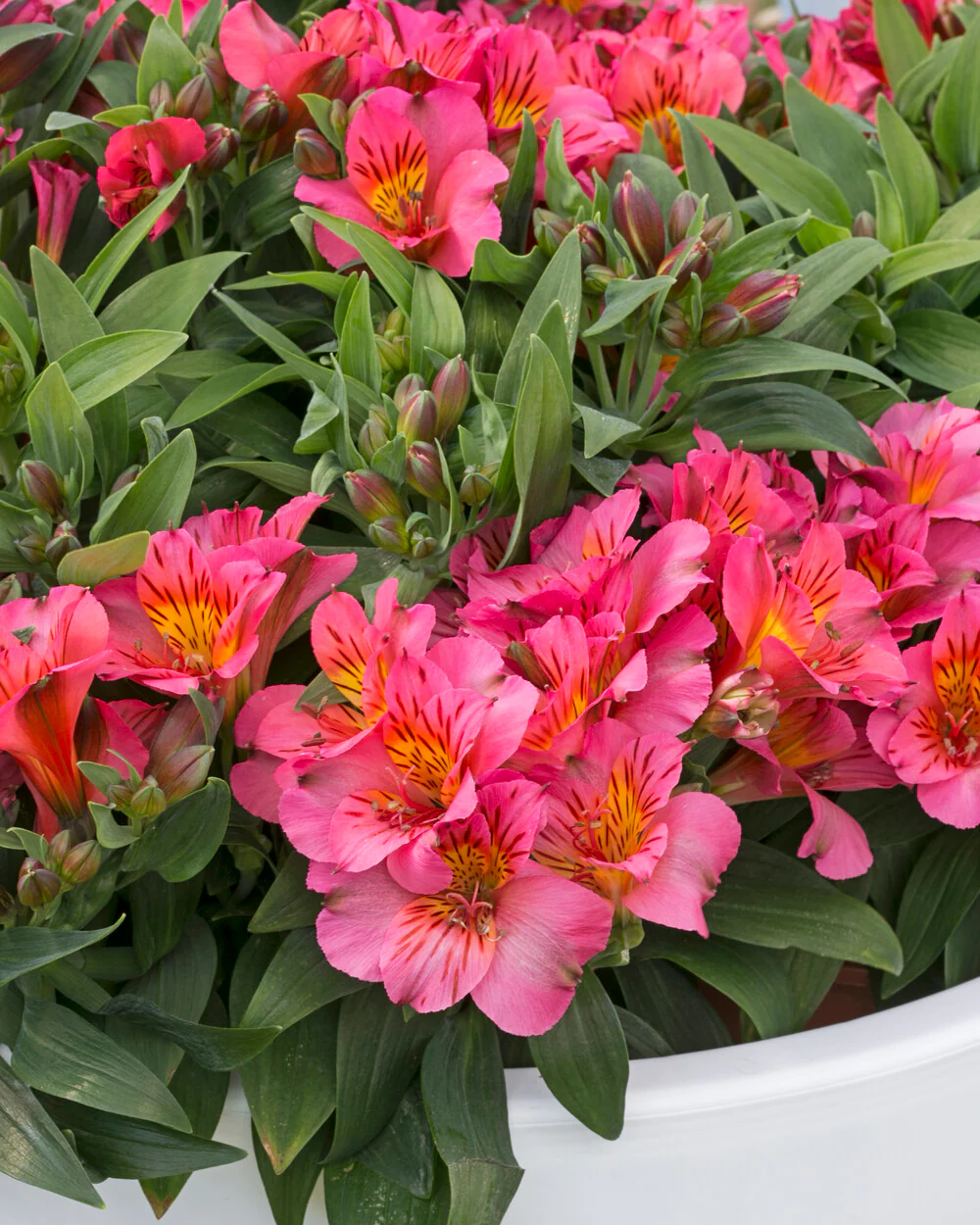 Alstroemeria 'Eliane' - Image 4