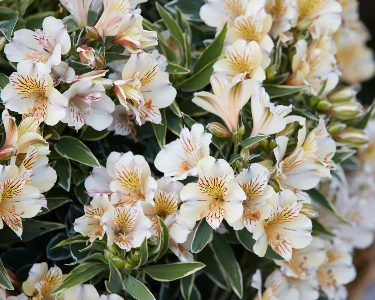 Alstroemeria 'Fabiana' - Image 3