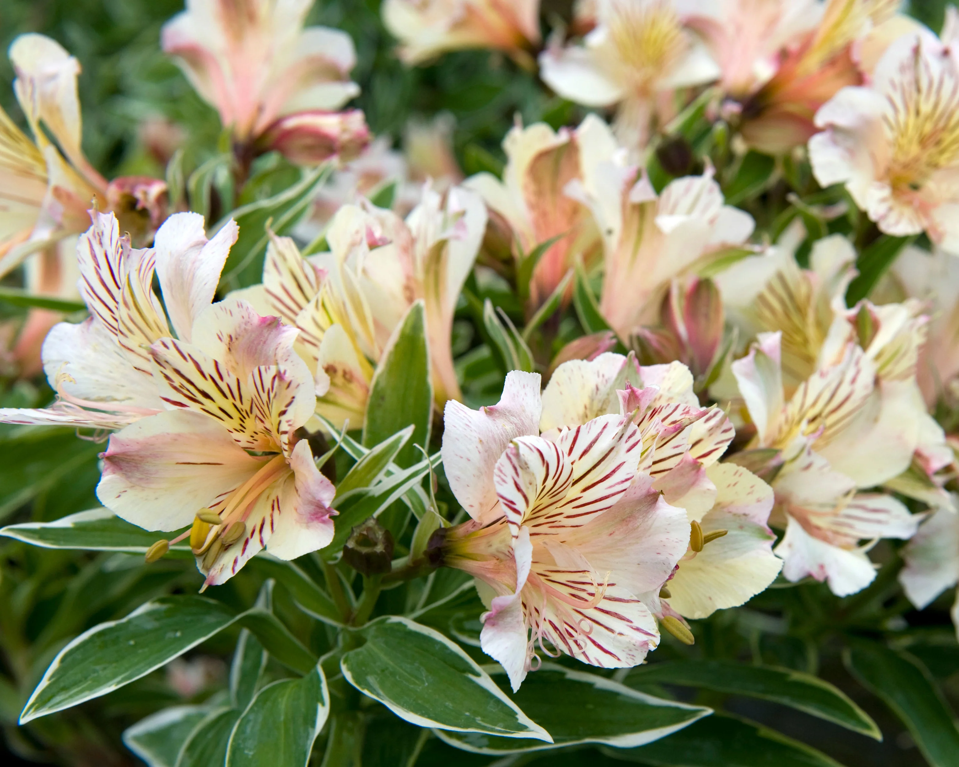 Alstroemeria 'Fabiana' - Image 5