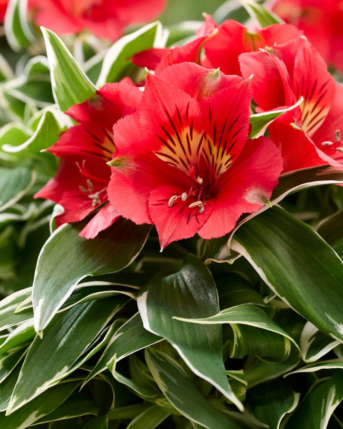Alstroemeria 'Katiana' - Image 3