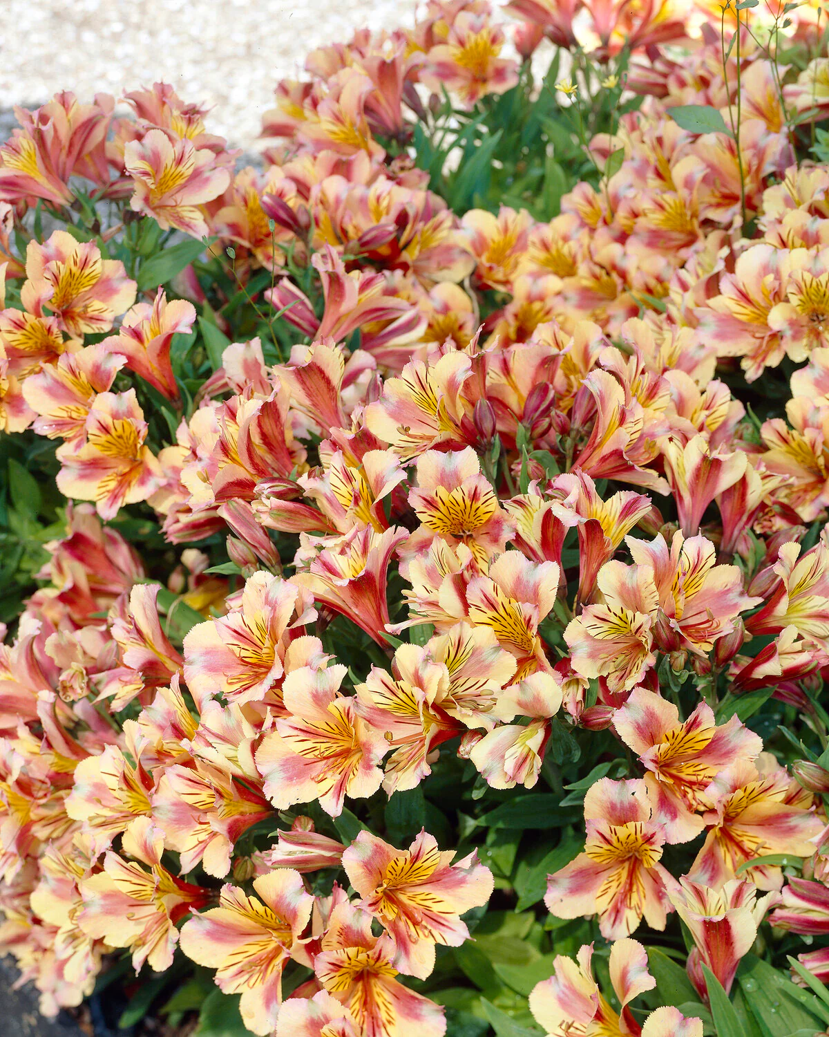 Alstroemeria 'Princess Sara' - Image 4