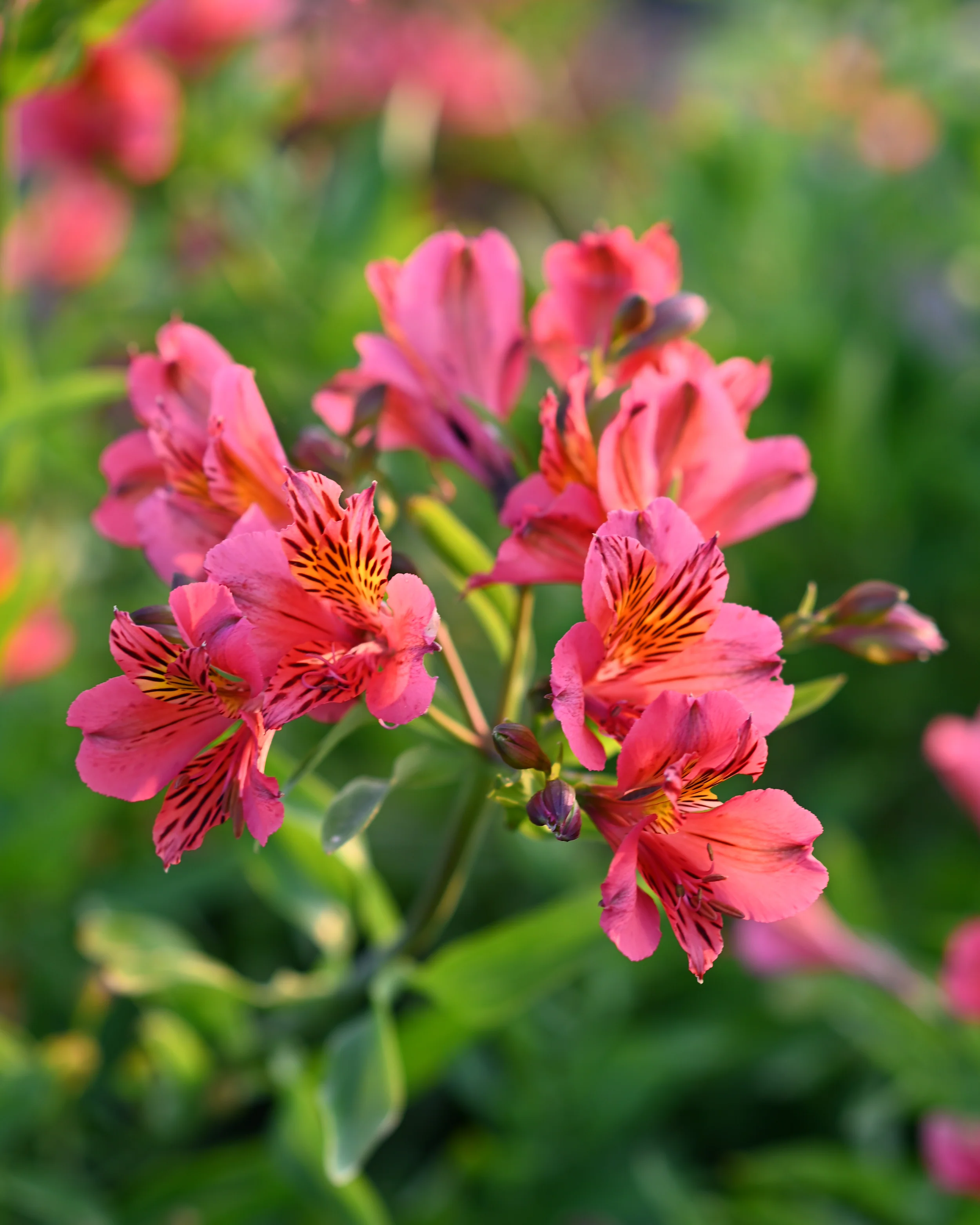 Alstroemeria 'Tiercé' - Image 11