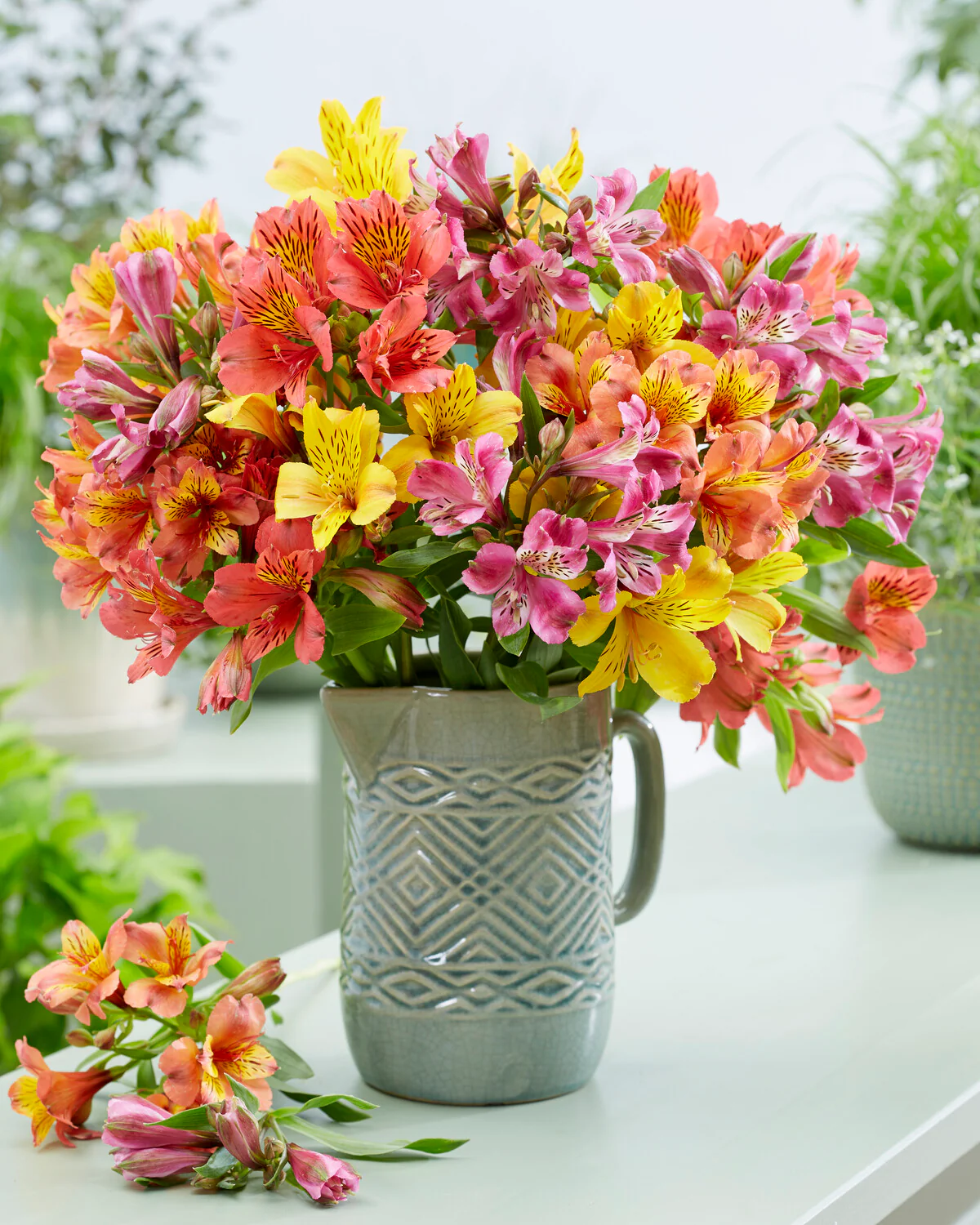 Alstroemeria 'Tiercé' - Image 6