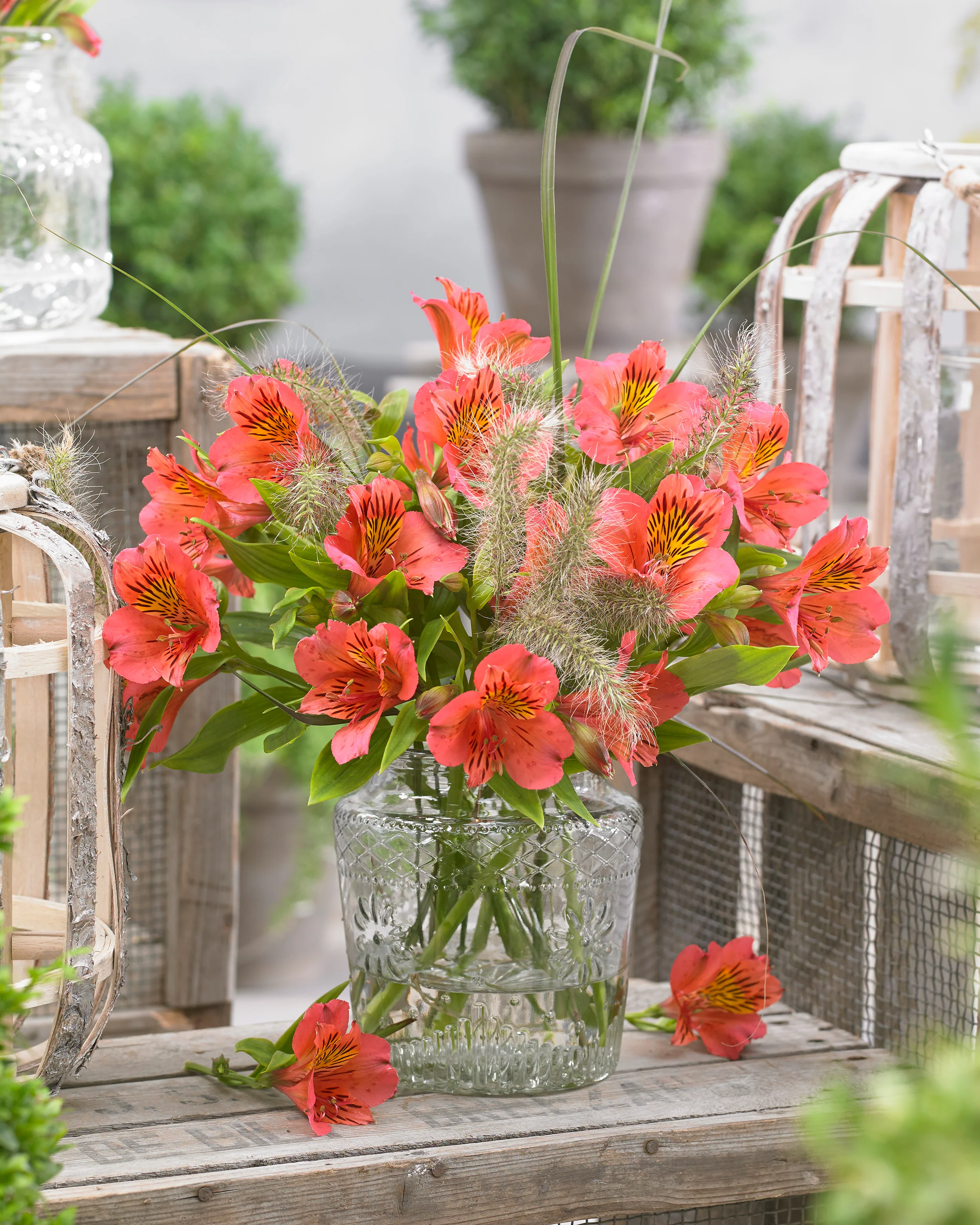Alstroemeria 'Tiercé' - Image 8