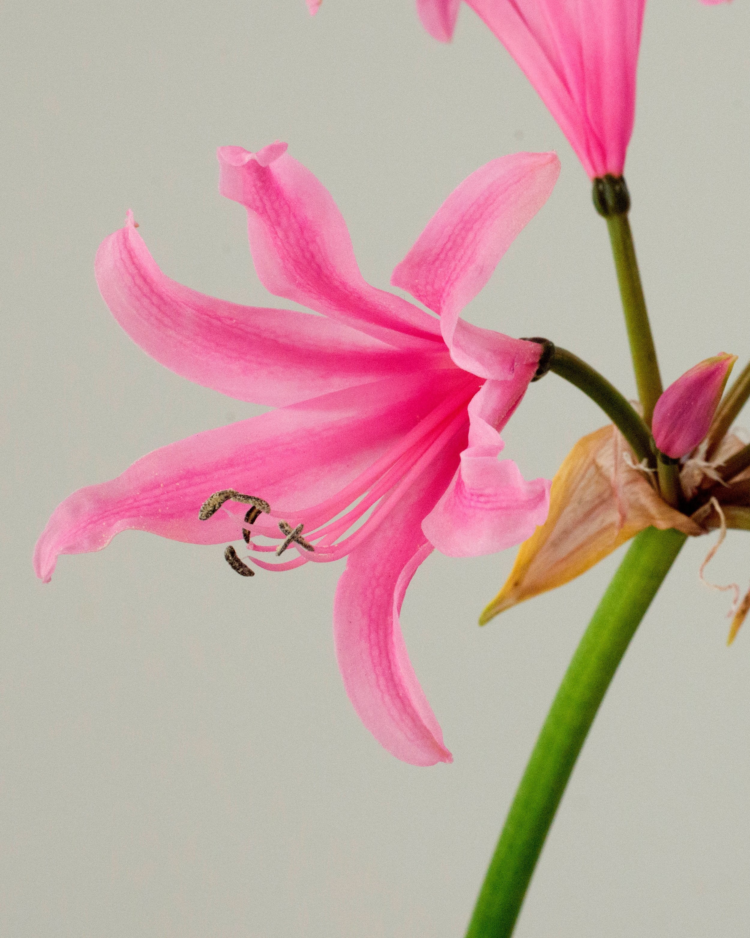 Amarine belladiva 'Aphrodite' - Image 7