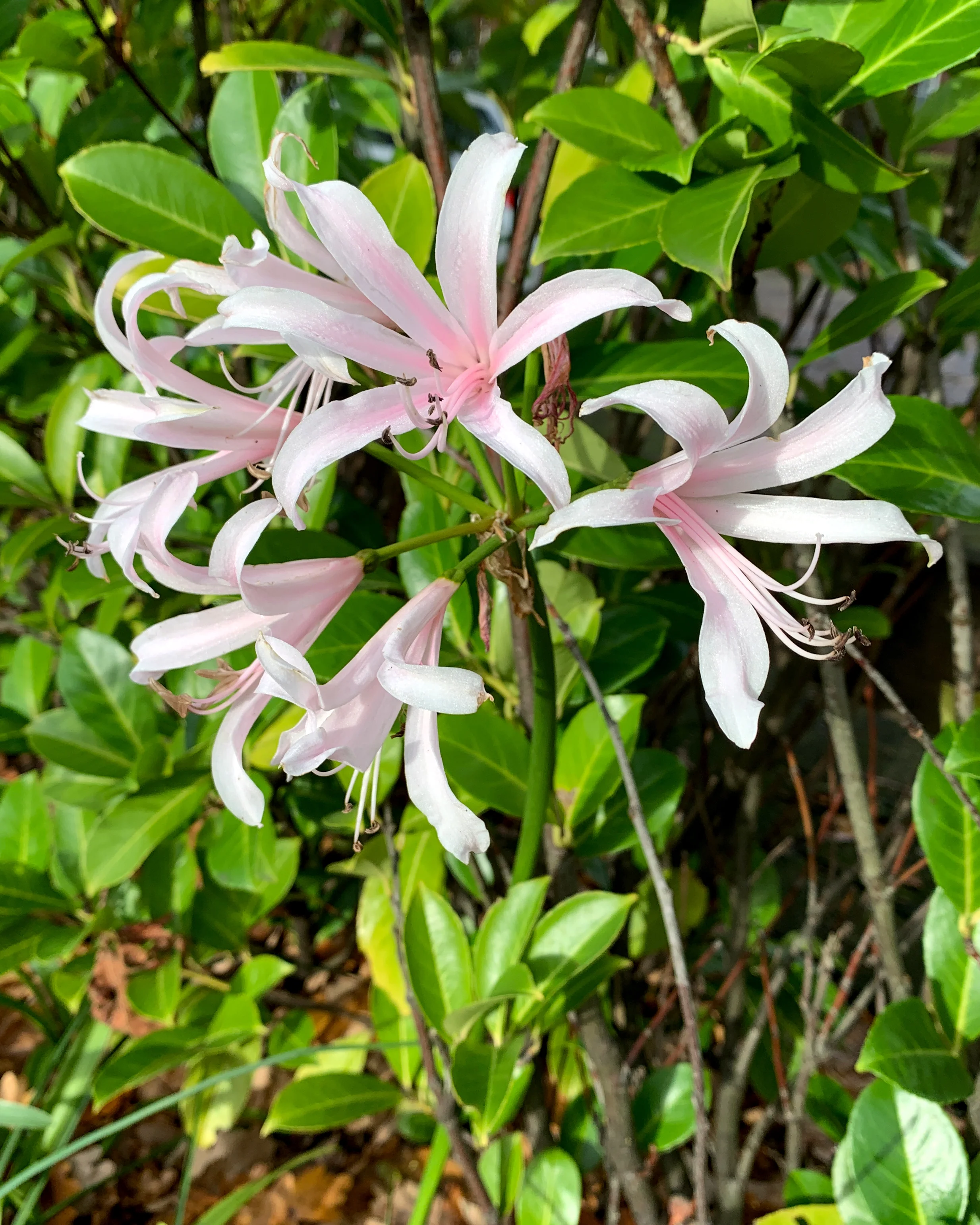 Amarine belladiva 'Emanuelle' - Image 6
