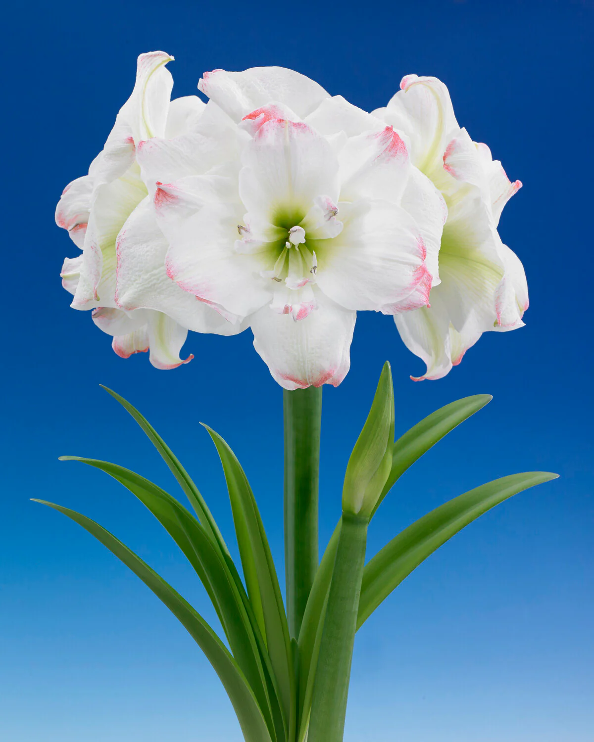 Amaryllis 'Amadeus Candy' - Image 15