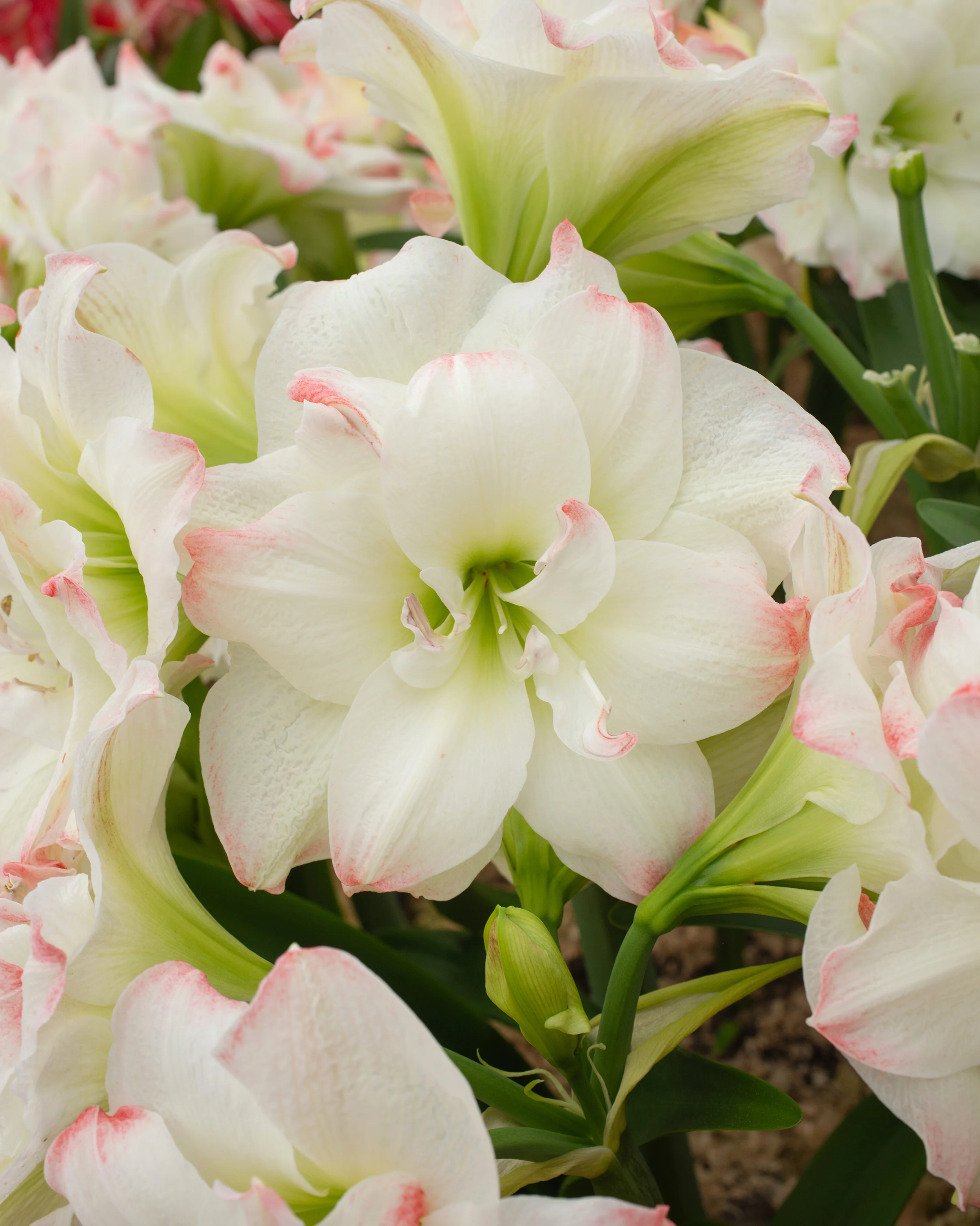 Amaryllis 'Amadeus Candy' - Image 3