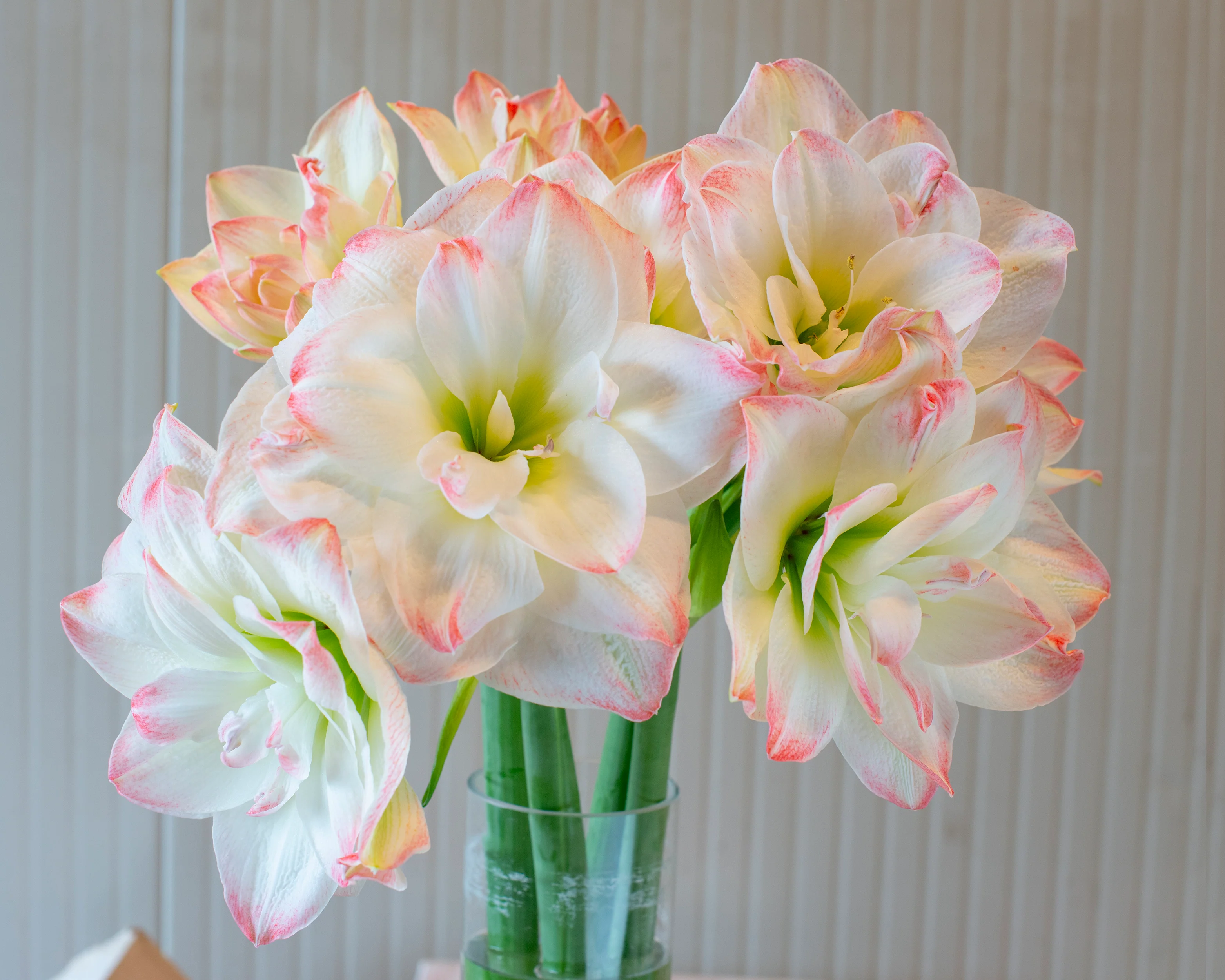 Amaryllis 'Amadeus Candy' - Image 4