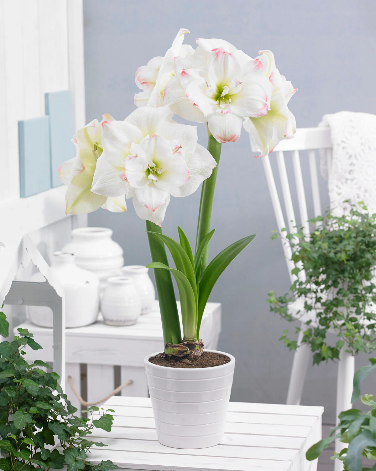 Amaryllis 'Amadeus Candy' - Image 5