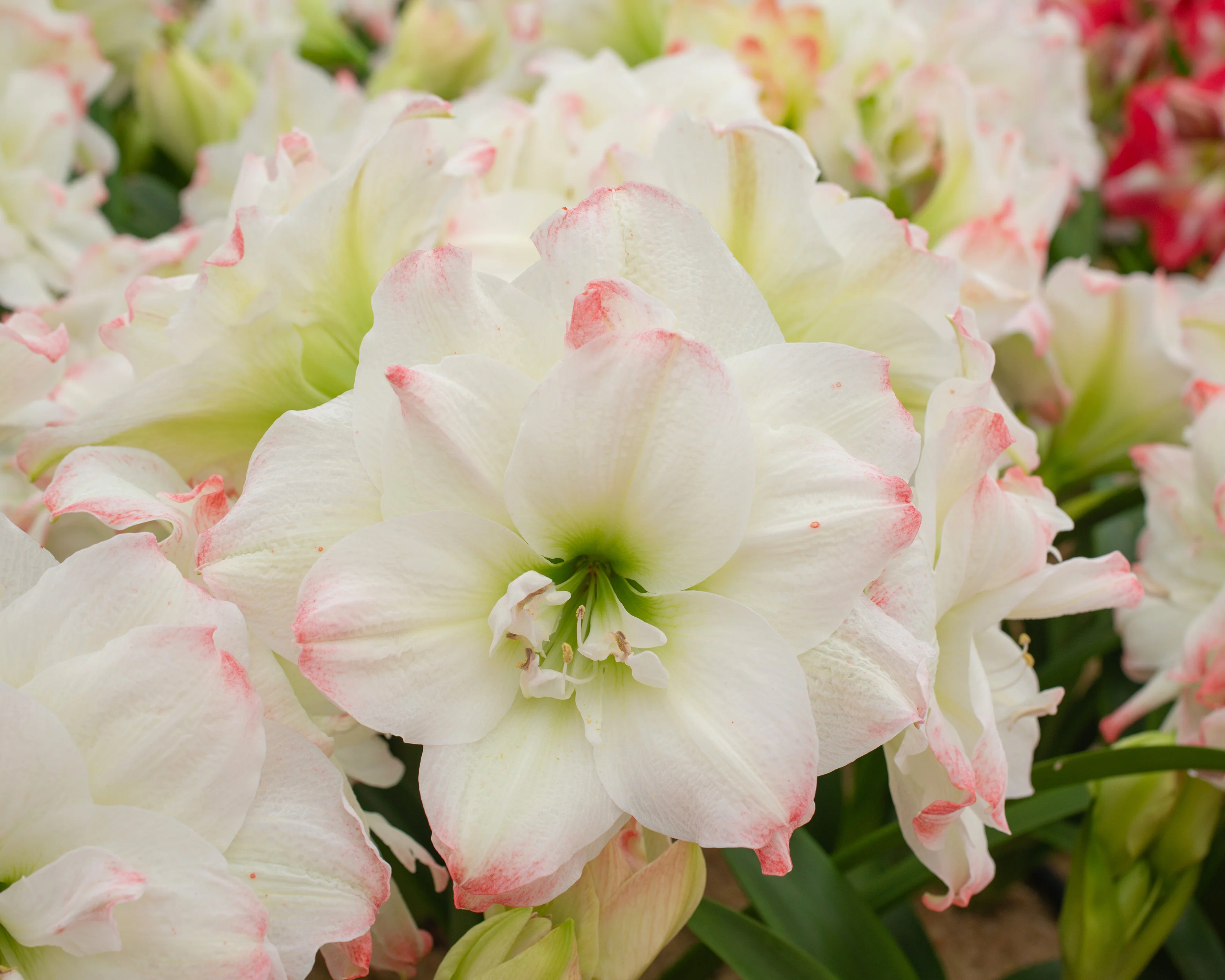 Amaryllis 'Amadeus Candy' - Image 6