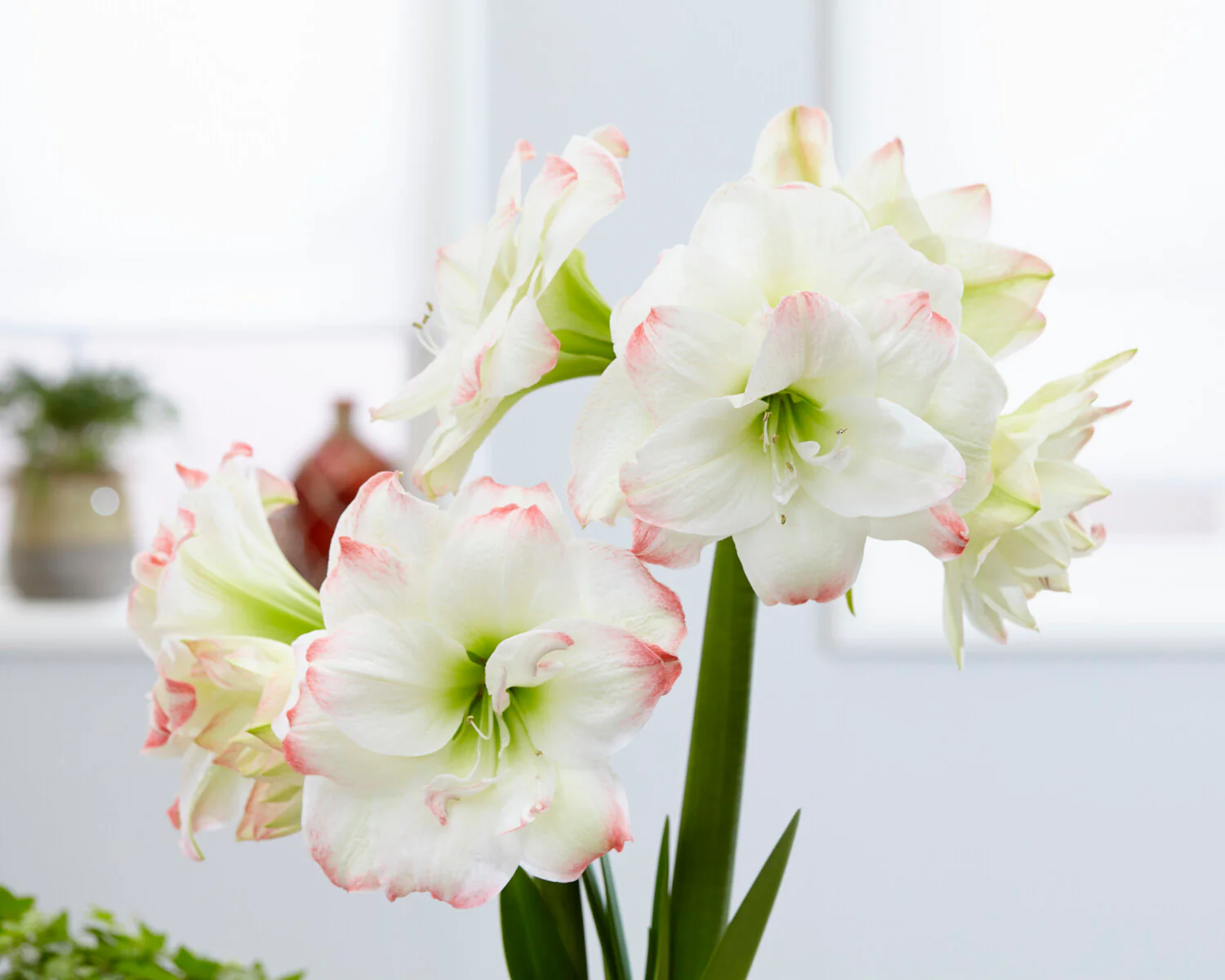 Amaryllis 'Amadeus Candy' - Image 7