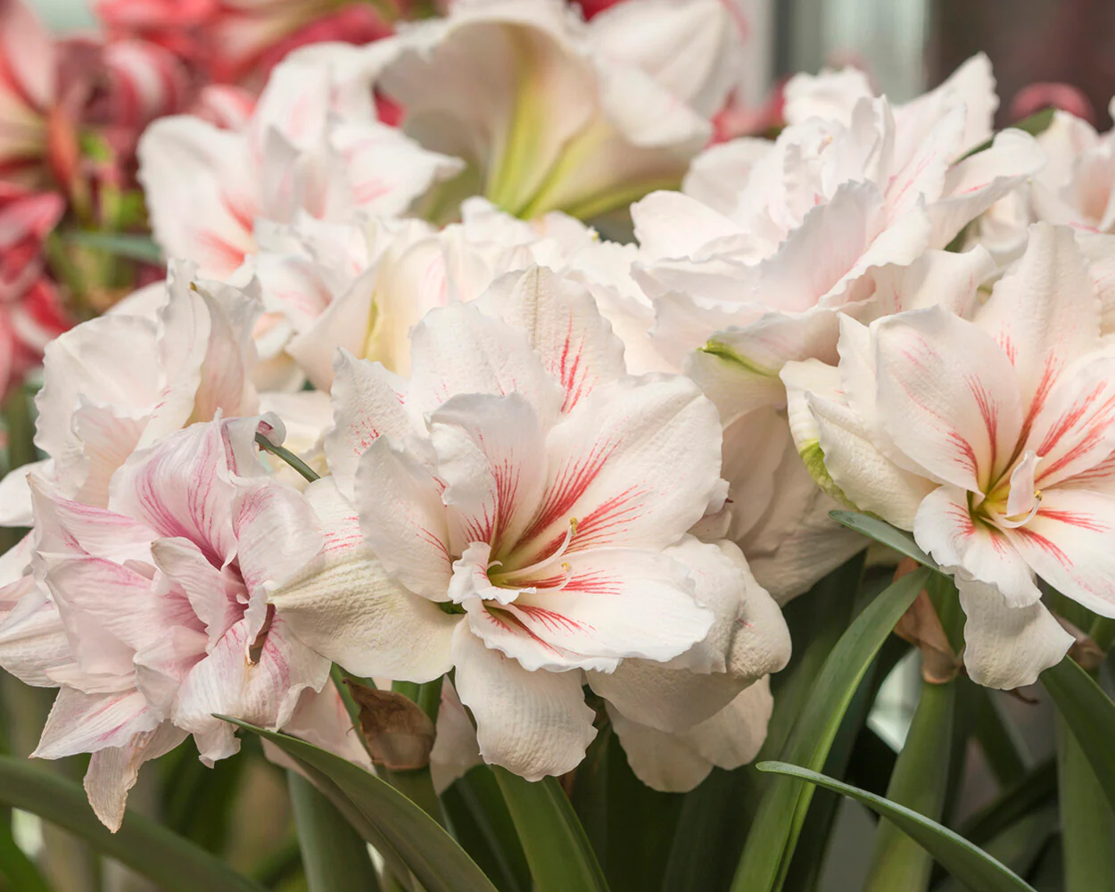Amaryllis 'Aquaro' - Image 2