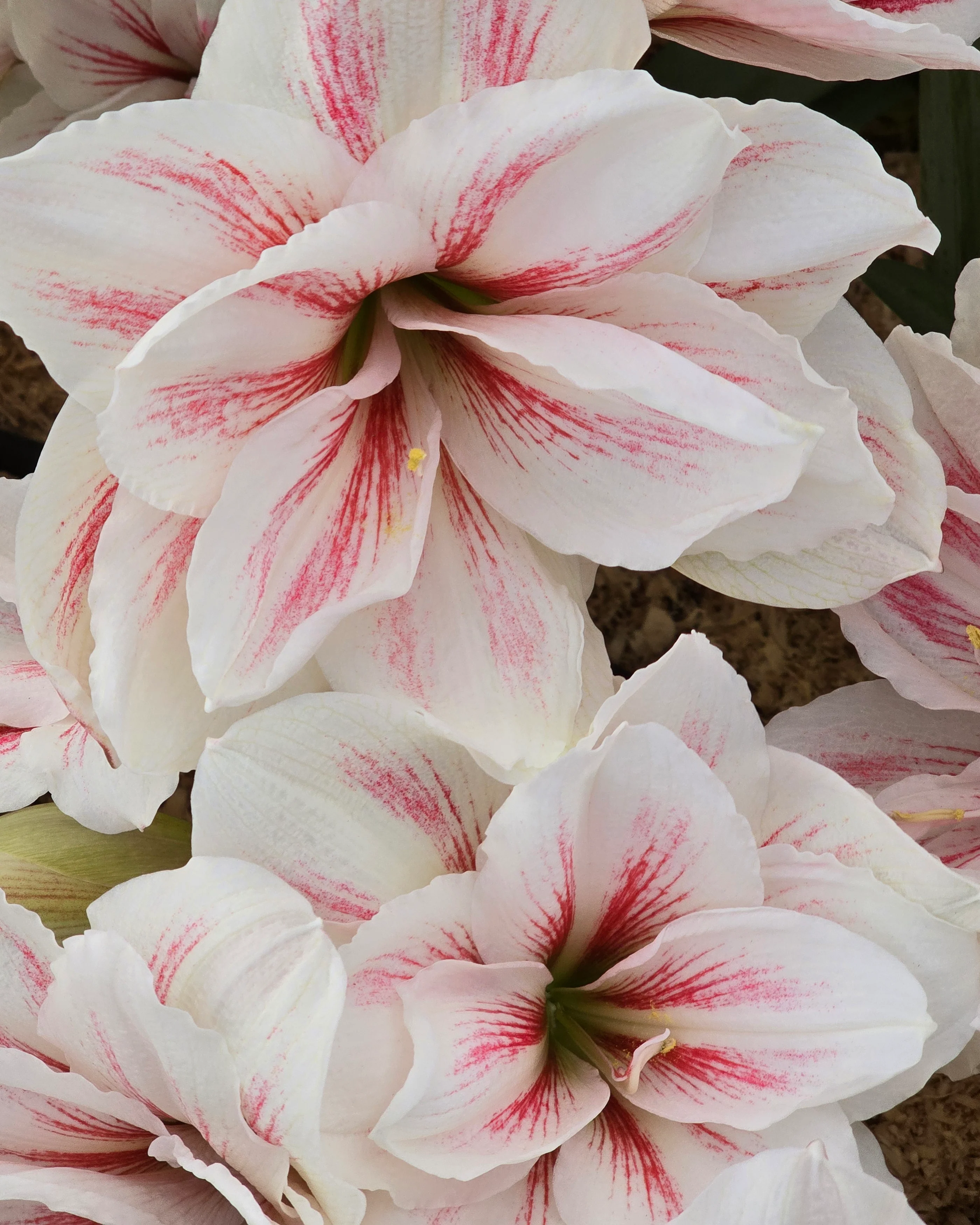 Amaryllis 'Aquaro' - Image 5