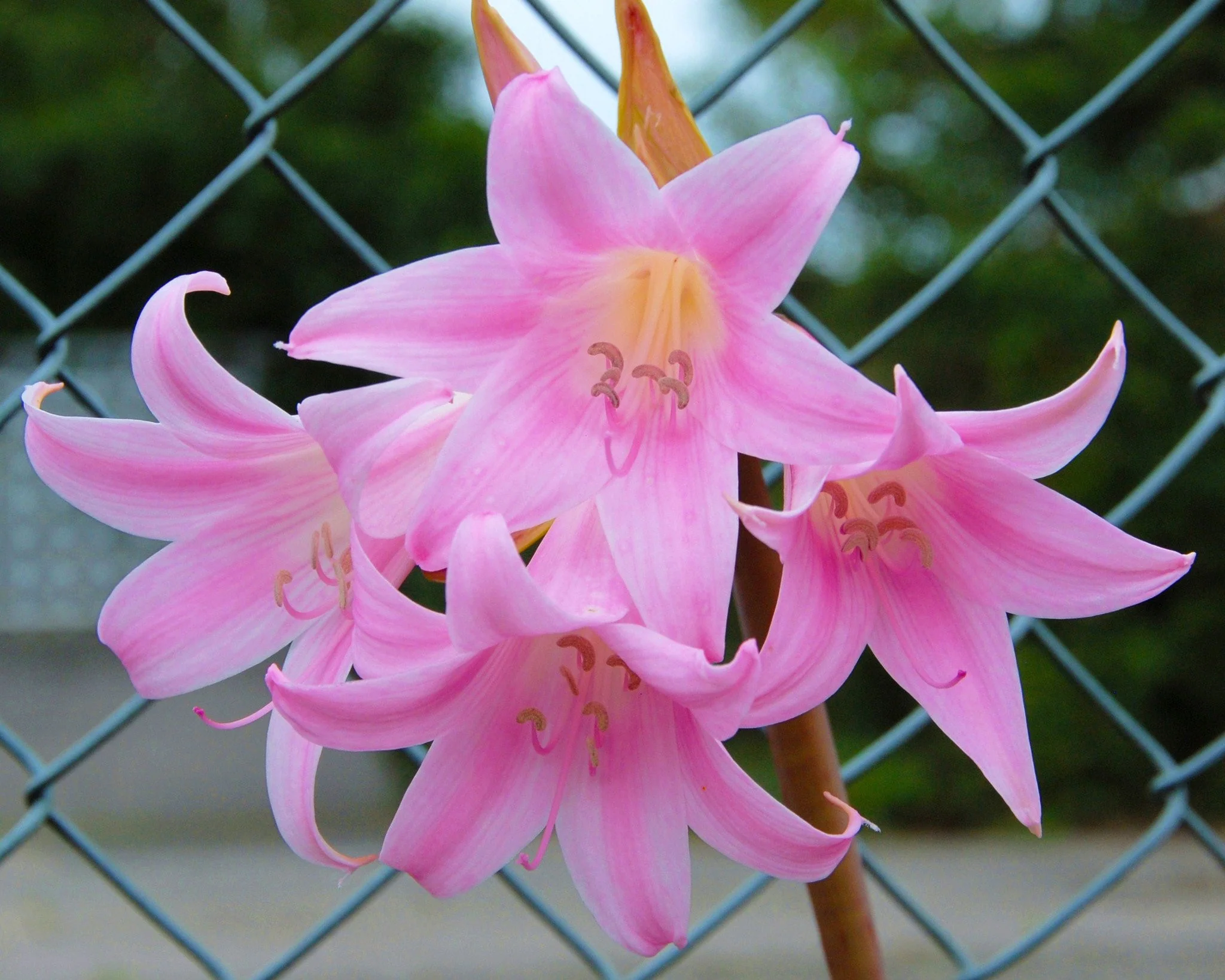 Amaryllis belladonna - Image 10