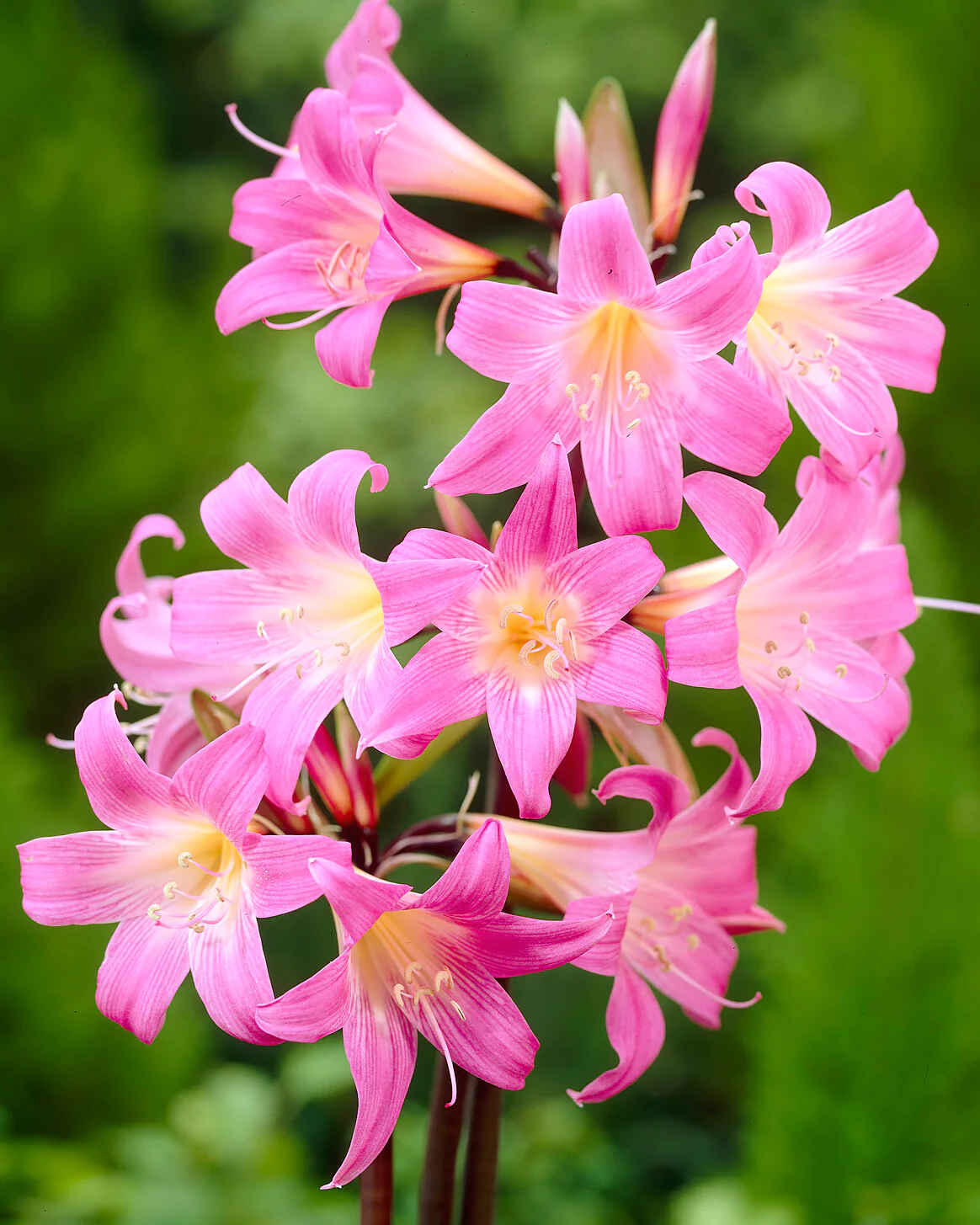 Amaryllis belladonna - Image 4