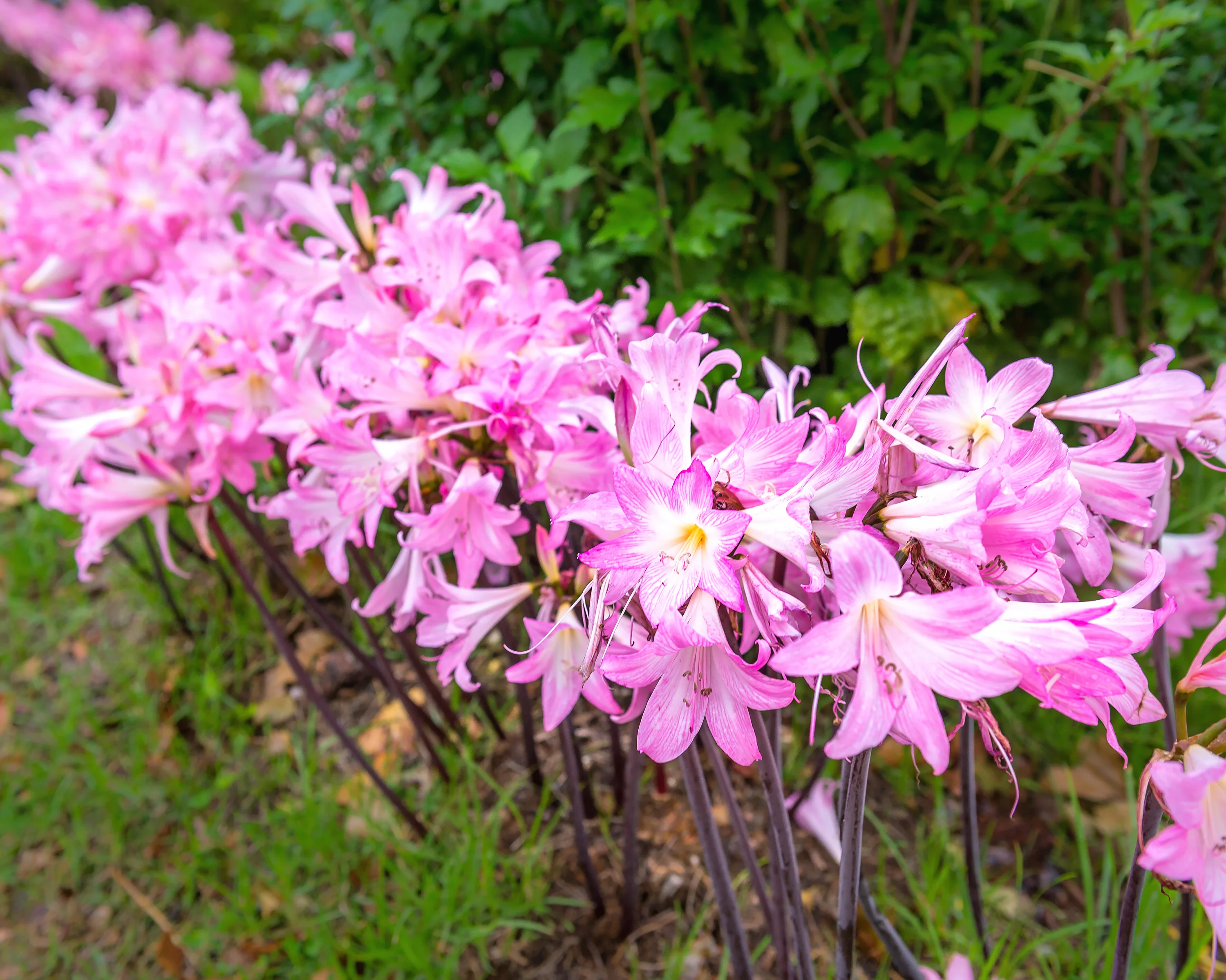 Amaryllis belladonna - Image 6
