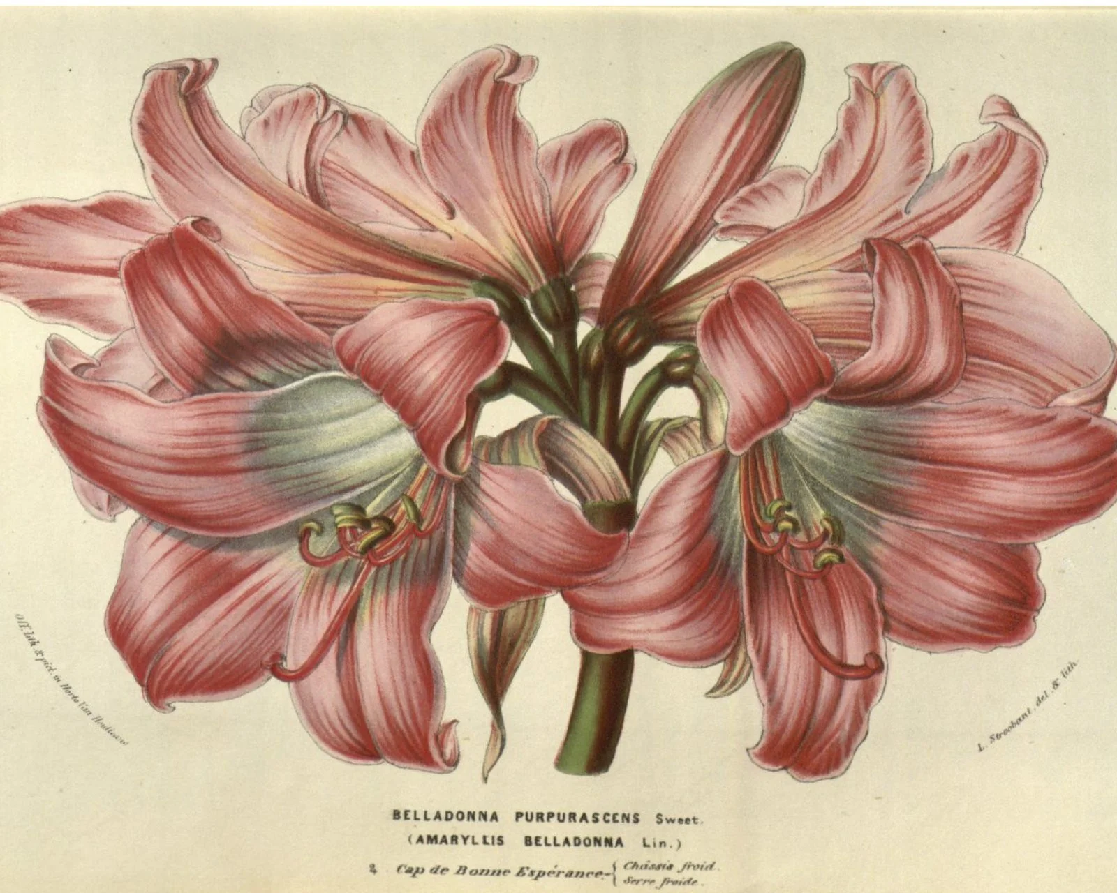 Amaryllis belladonna - Image 9