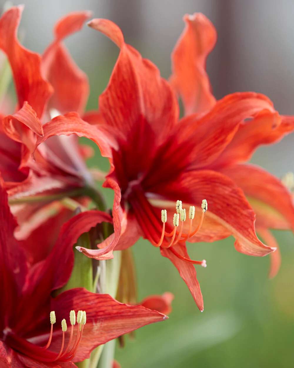 Amaryllis 'Bogota' - Image 10