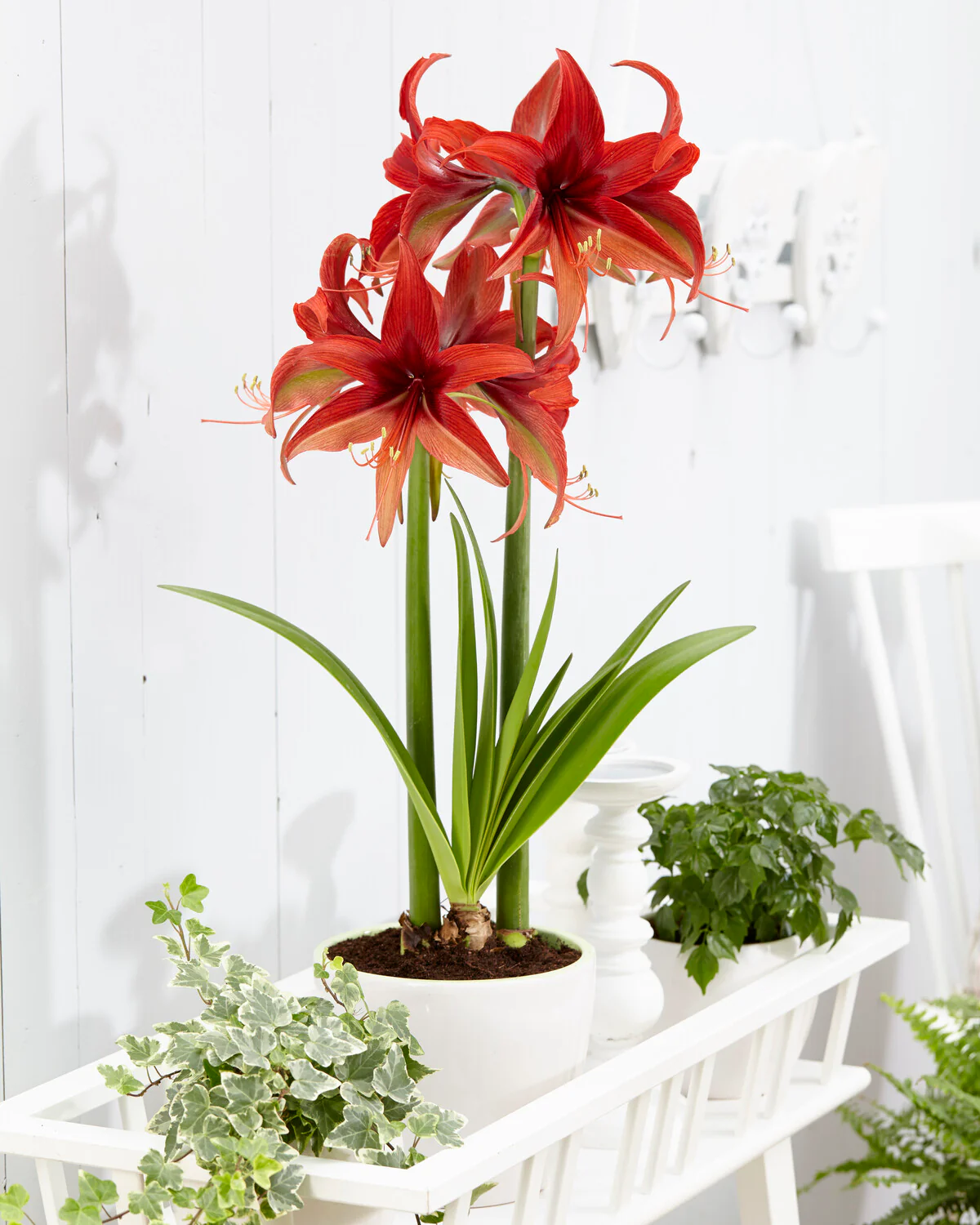 Amaryllis 'Bogota' - Image 3