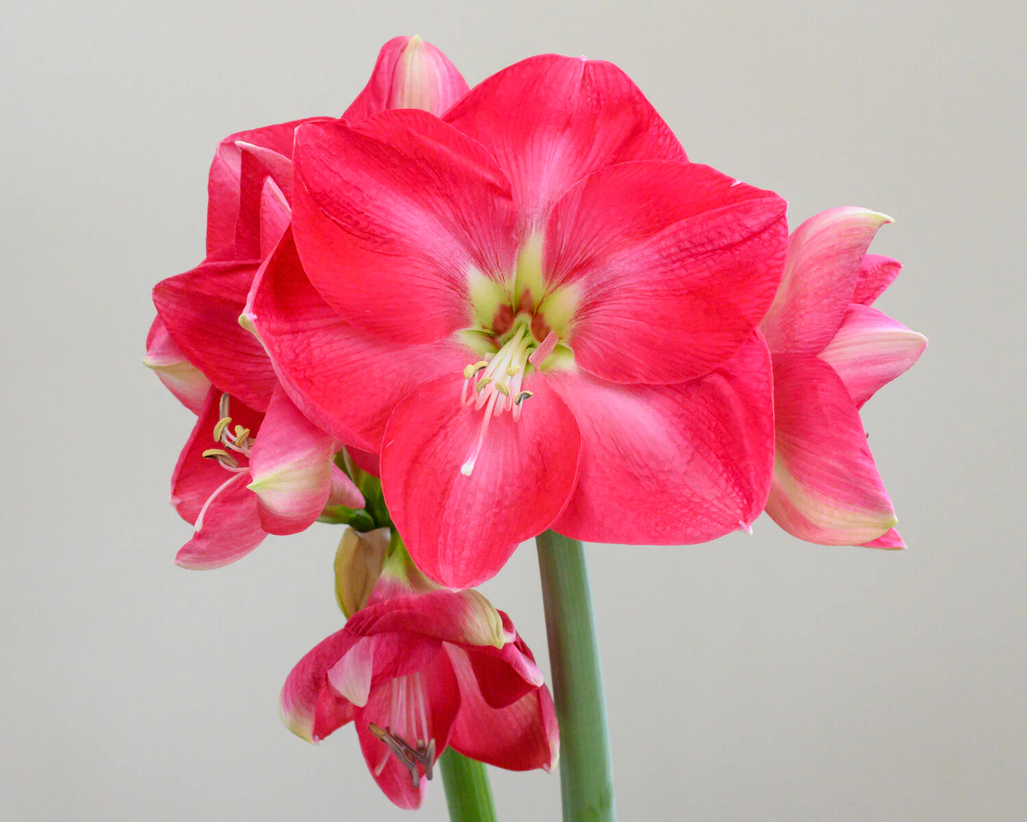 Amaryllis 'Candy Cream' - Image 2