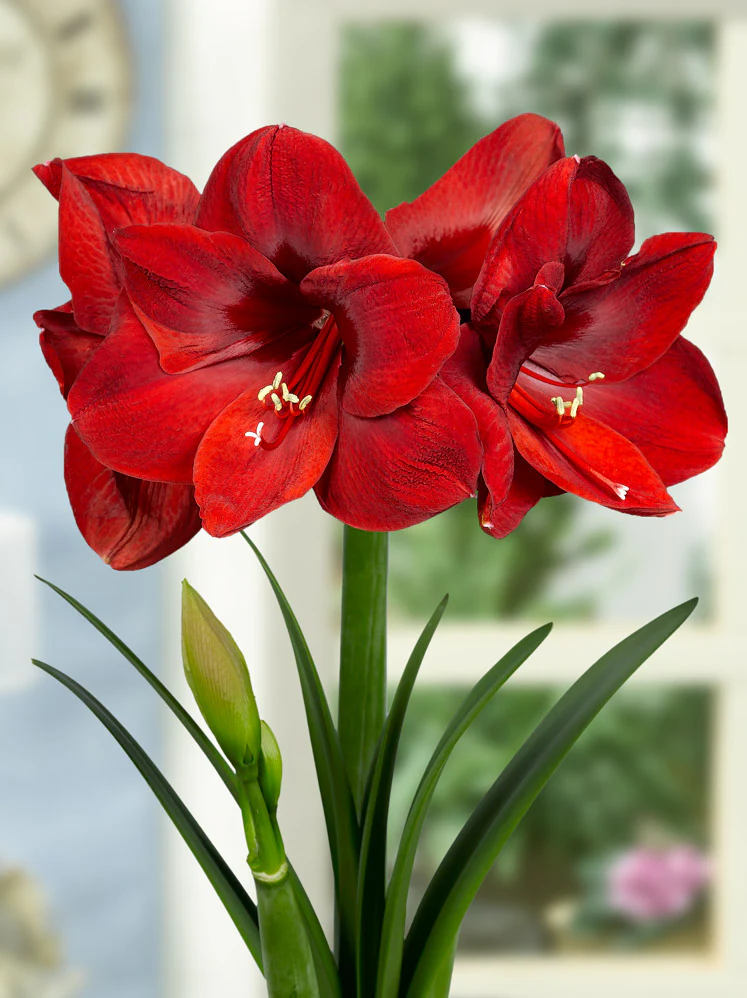 Amaryllis 'Carmen' - Image 4