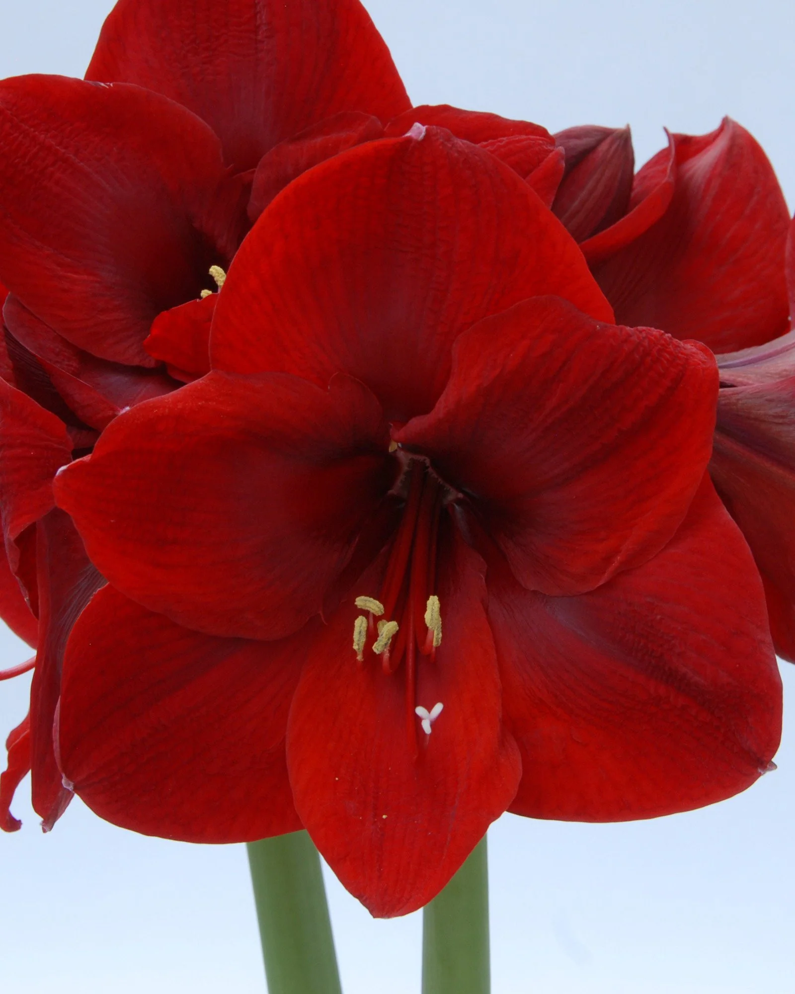 Amaryllis 'Carmen' - Image 6