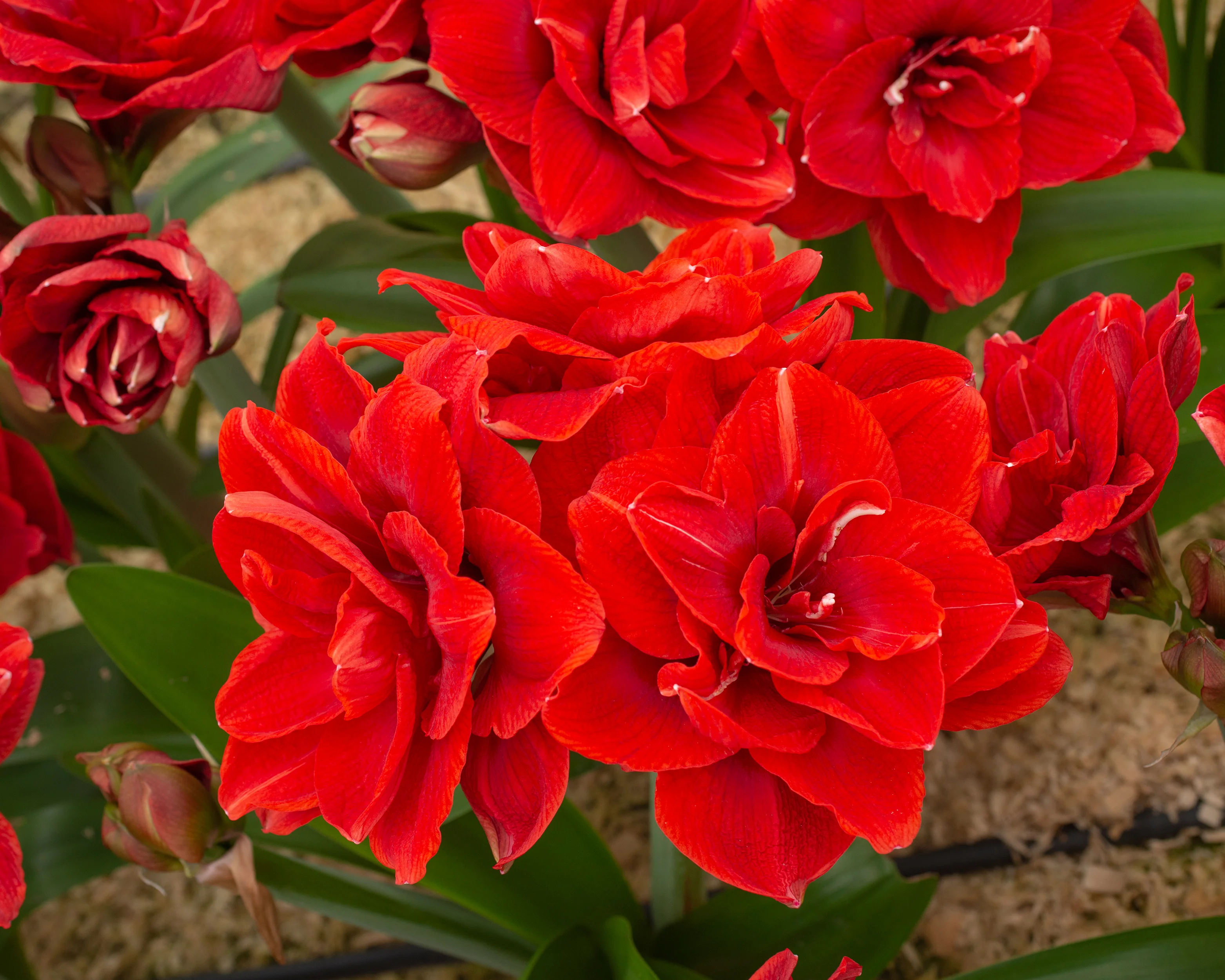 Amaryllis 'Cherry Nymph' - Image 4