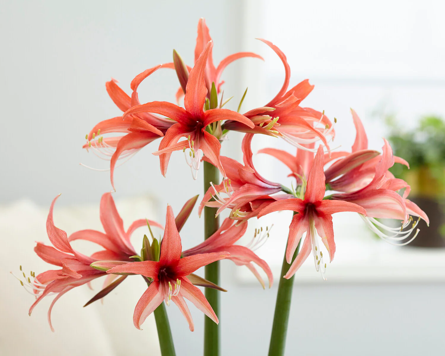 Amaryllis 'Cybister Rose' - Image 4