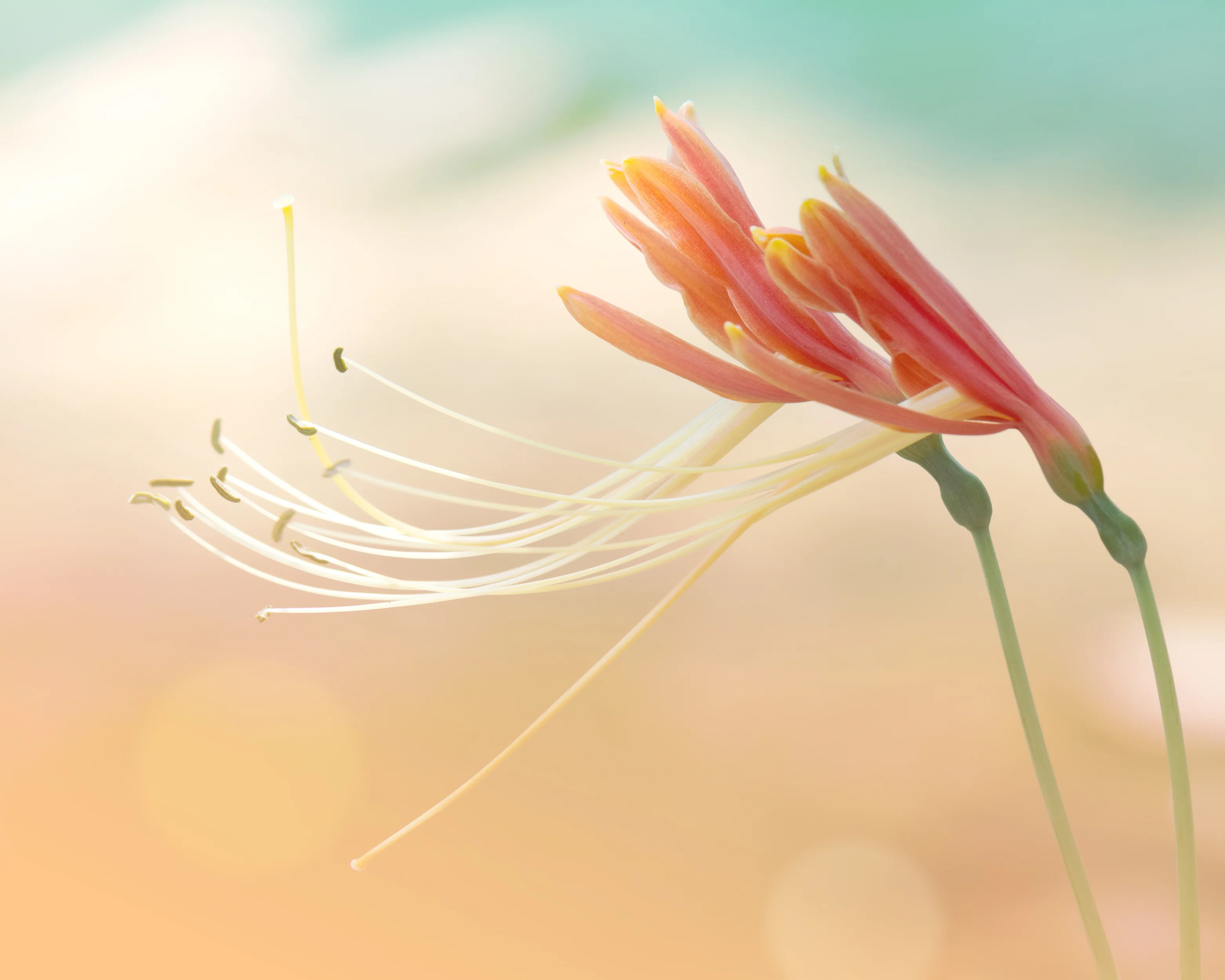 Amaryllis 'Cybister Rose' - Image 5