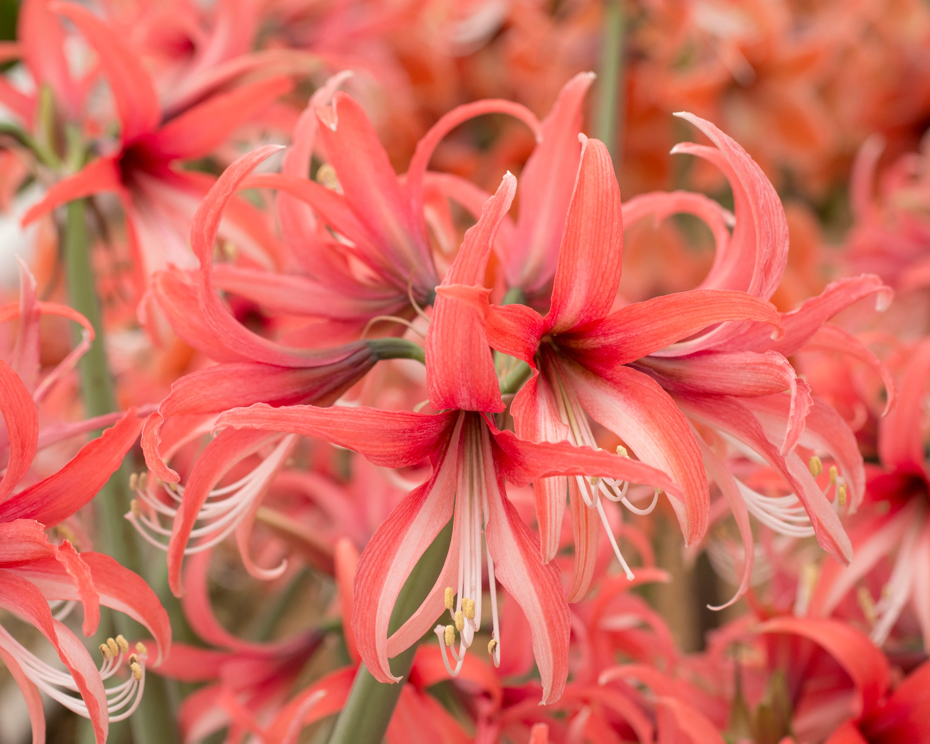Amaryllis 'Cybister Rose' - Image 8