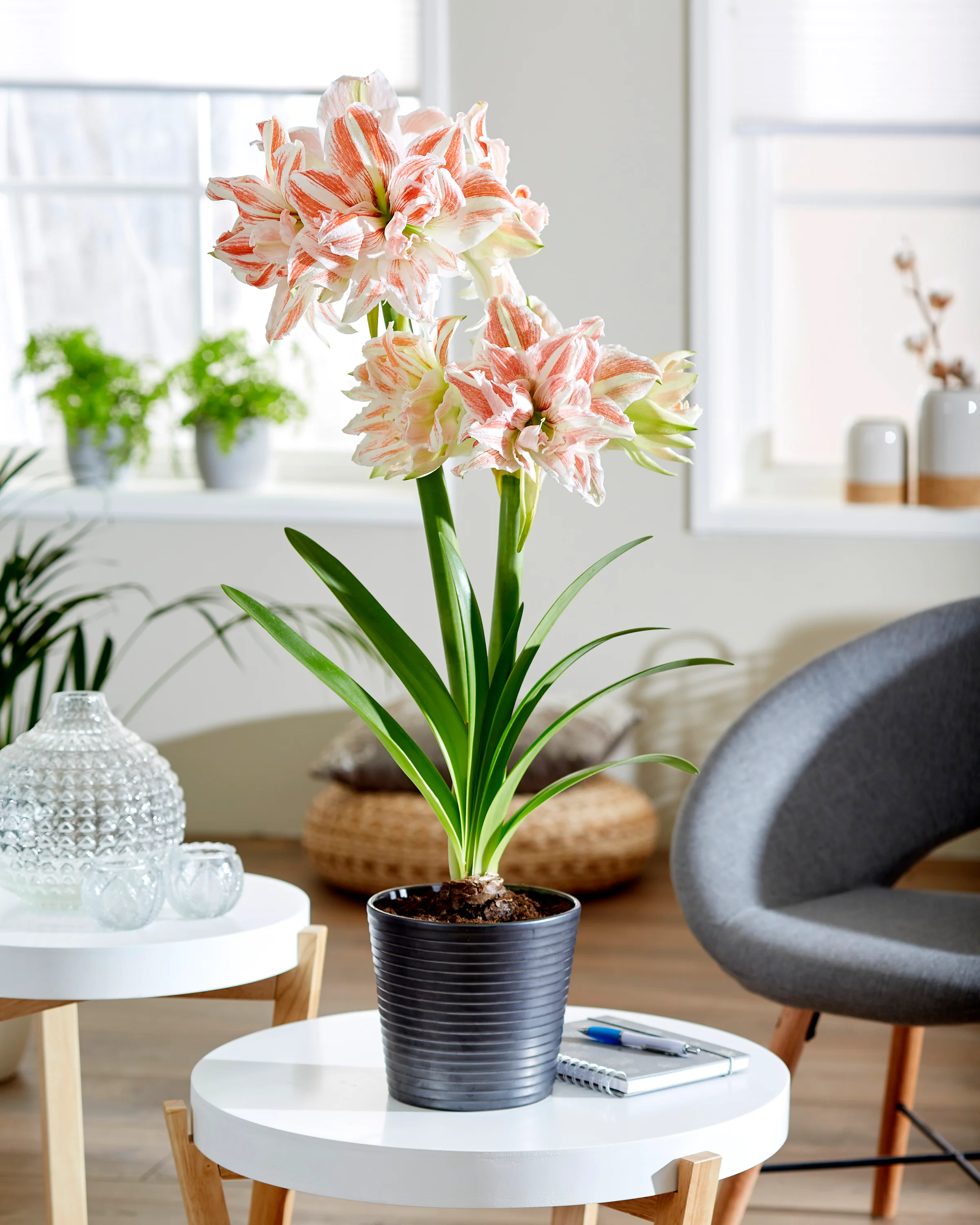 Amaryllis 'Dancing Queen' - Image 3