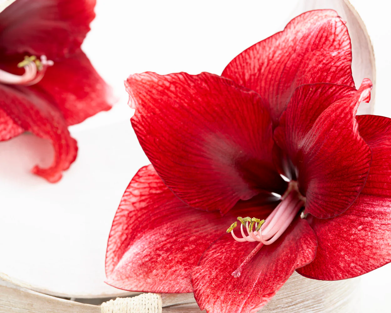 Amaryllis 'Daphne' - Image 12