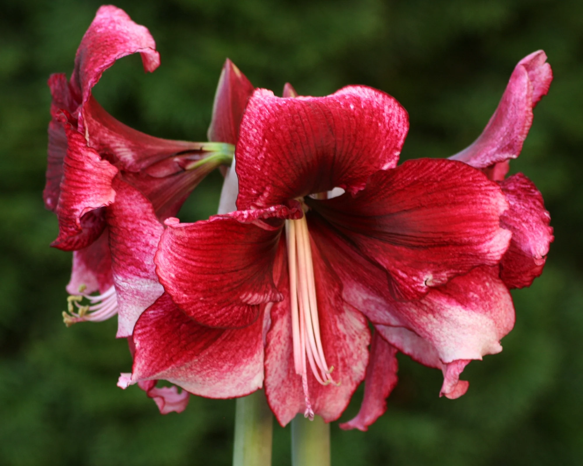 Amaryllis 'Daphne' - Image 4