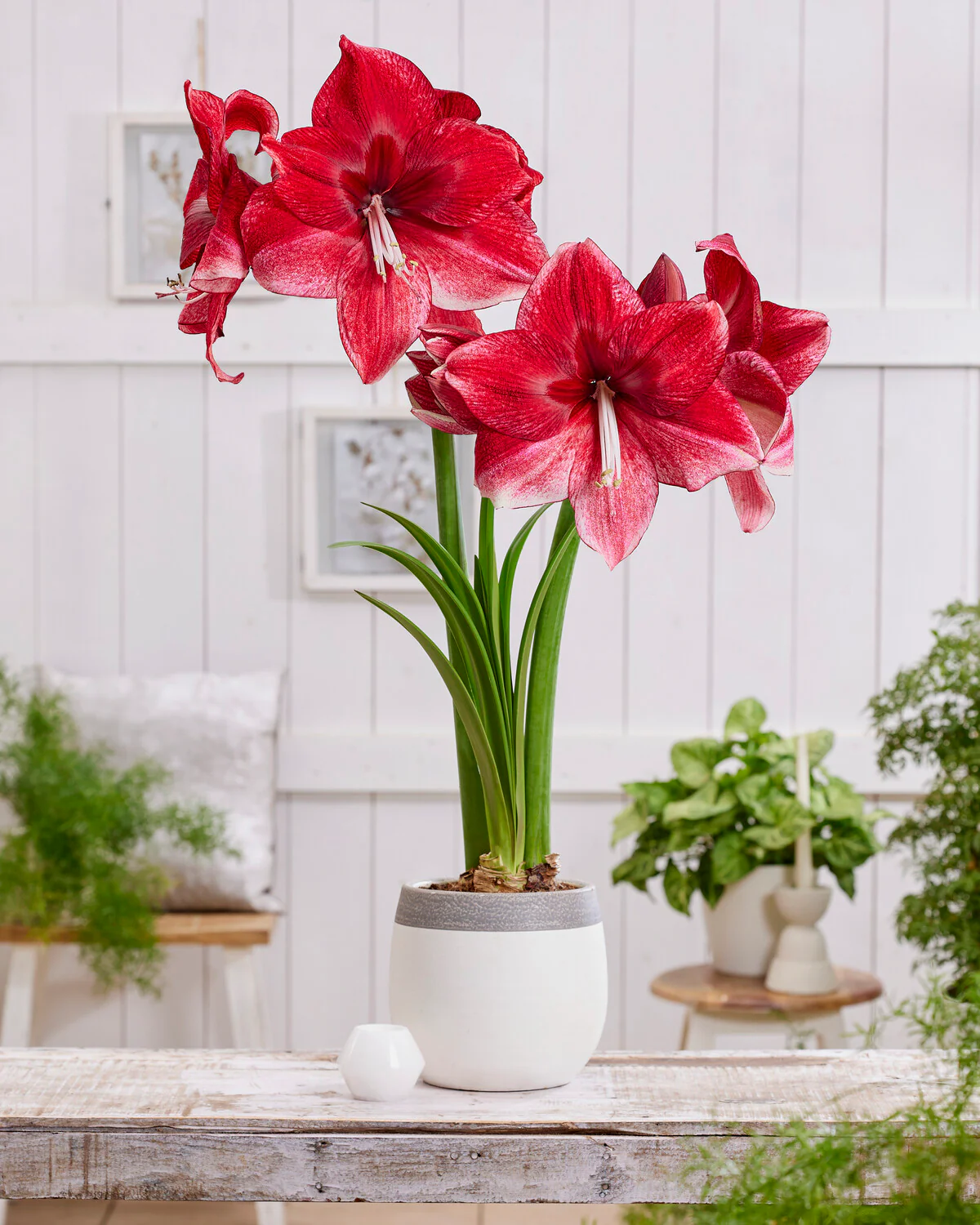 Amaryllis 'Daphne' - Image 5