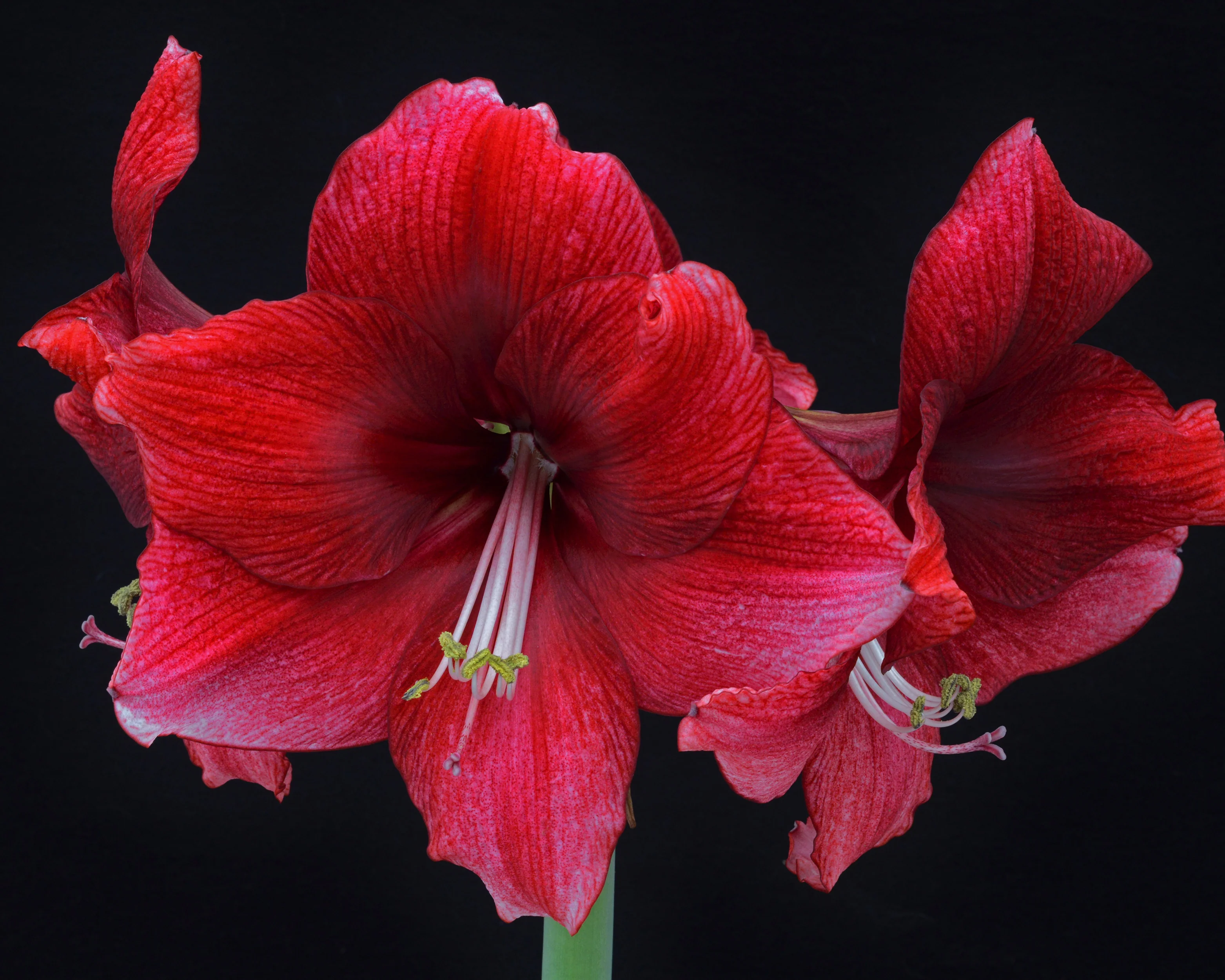 Amaryllis 'Daphne' - Image 6